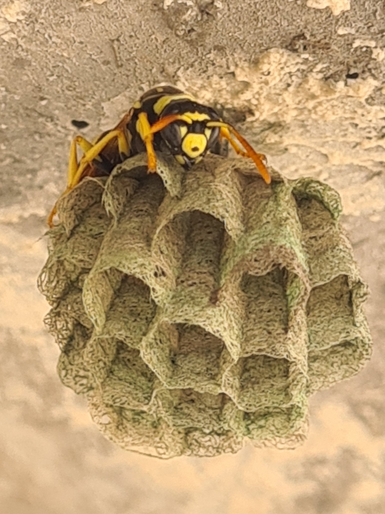 Incoming heat and wasps