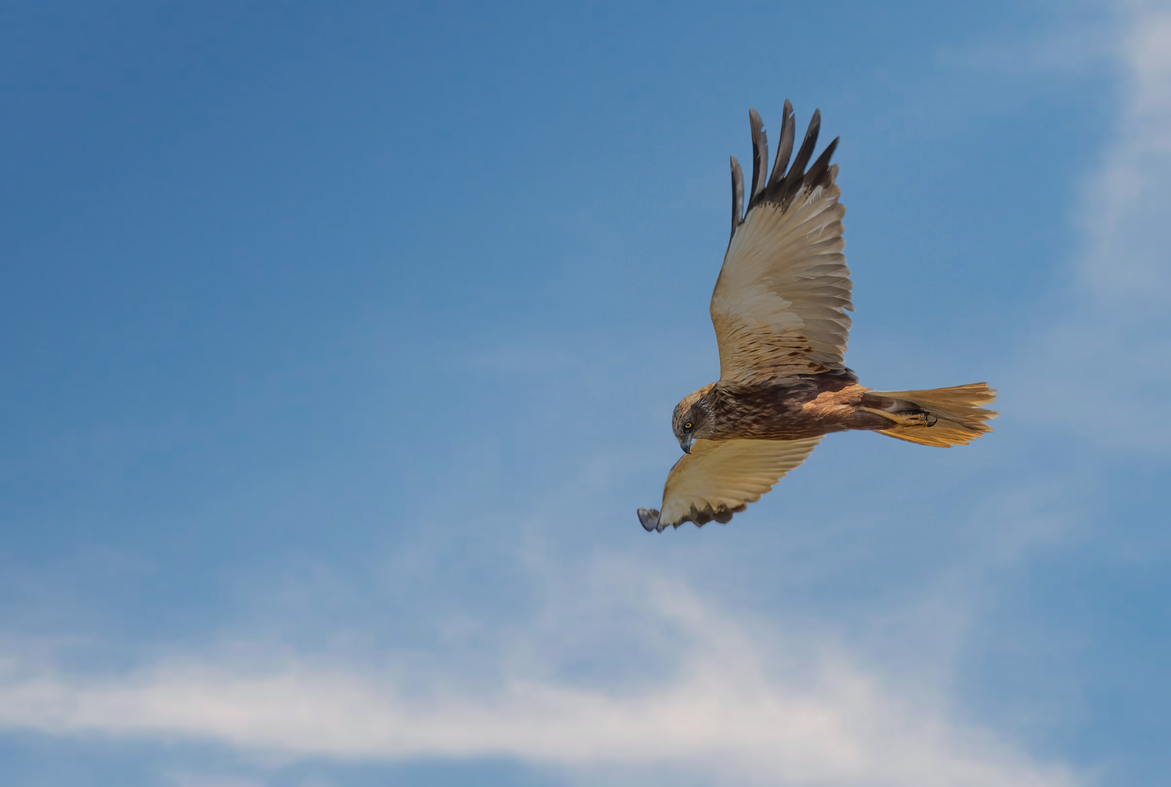 Incontri nel Parco del Mincio (mn)