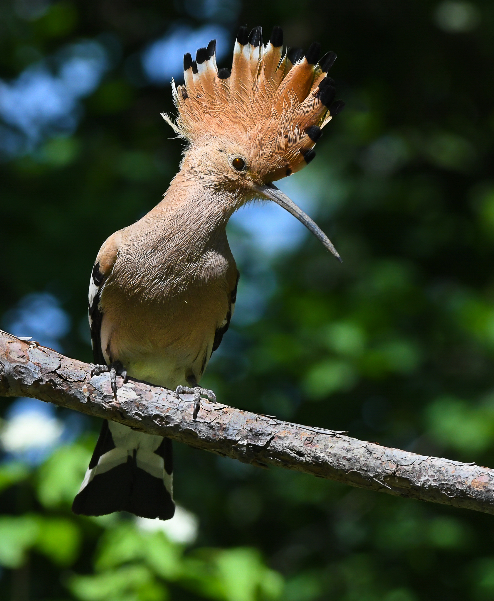 Upupa tra luci e ombre
