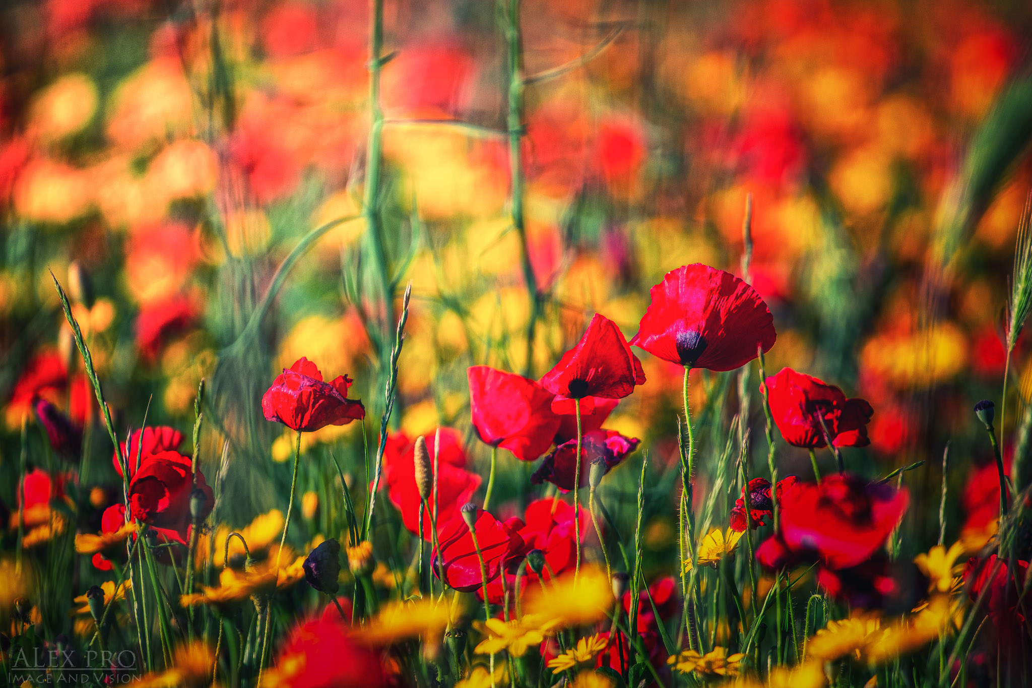 Poppies