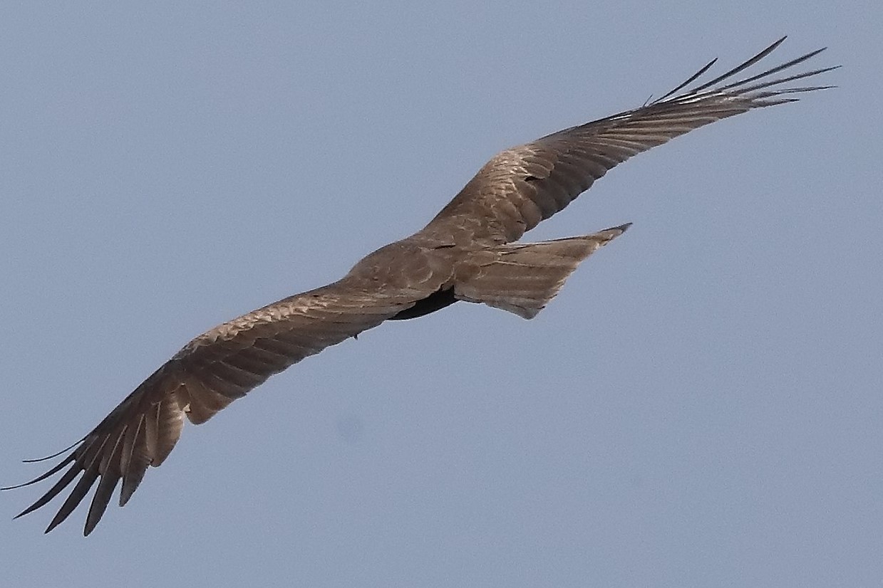 Black kite 27-04-2022