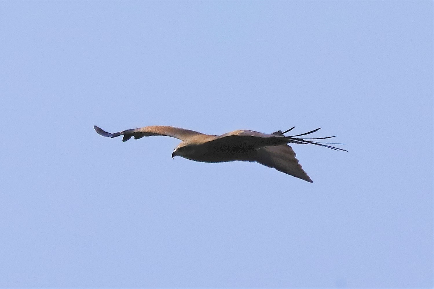 Black kite 27-04-2022
