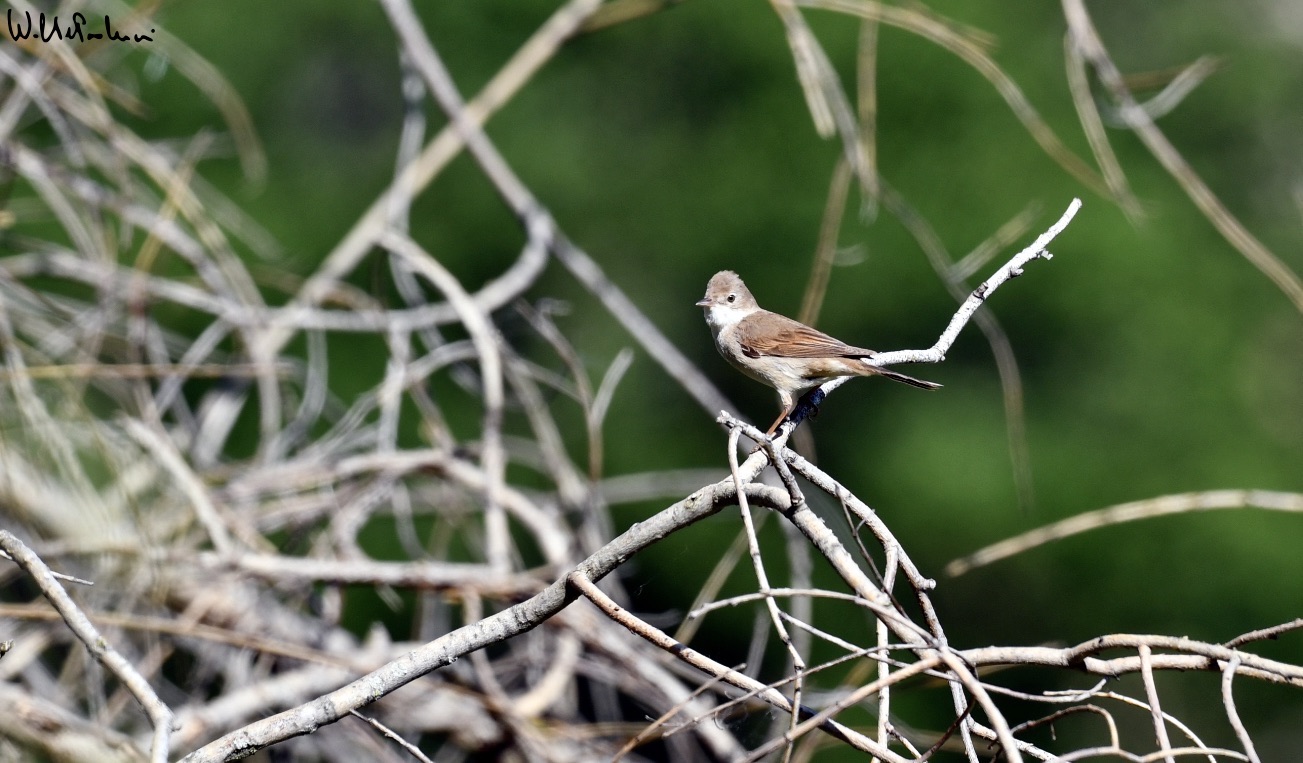 Whitethroat