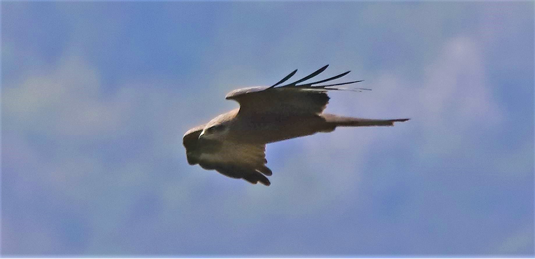 Nibbio bruno 27-04-2022