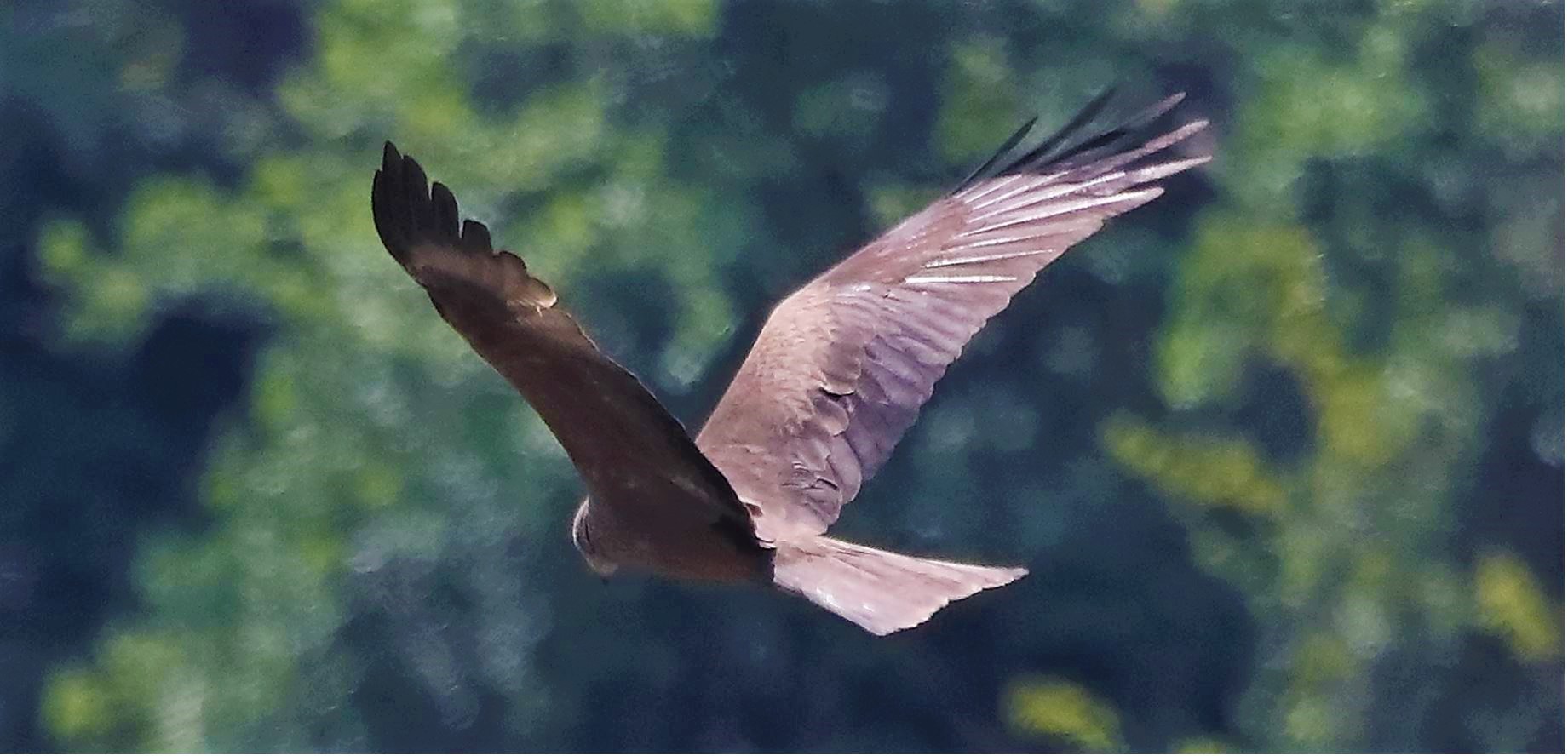 Nibbio bruno 27-04-2022