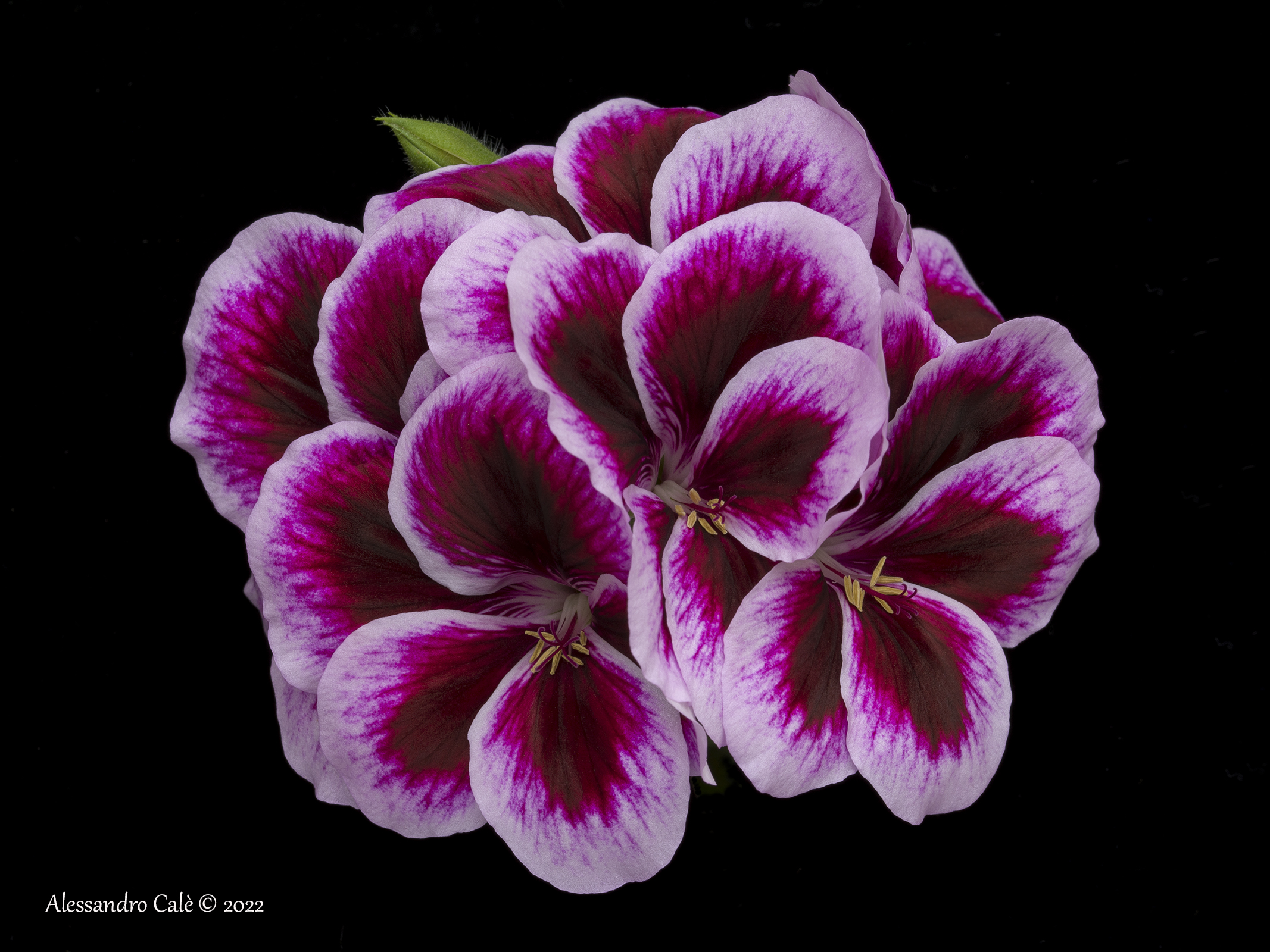 Irene's Geraniums 5240