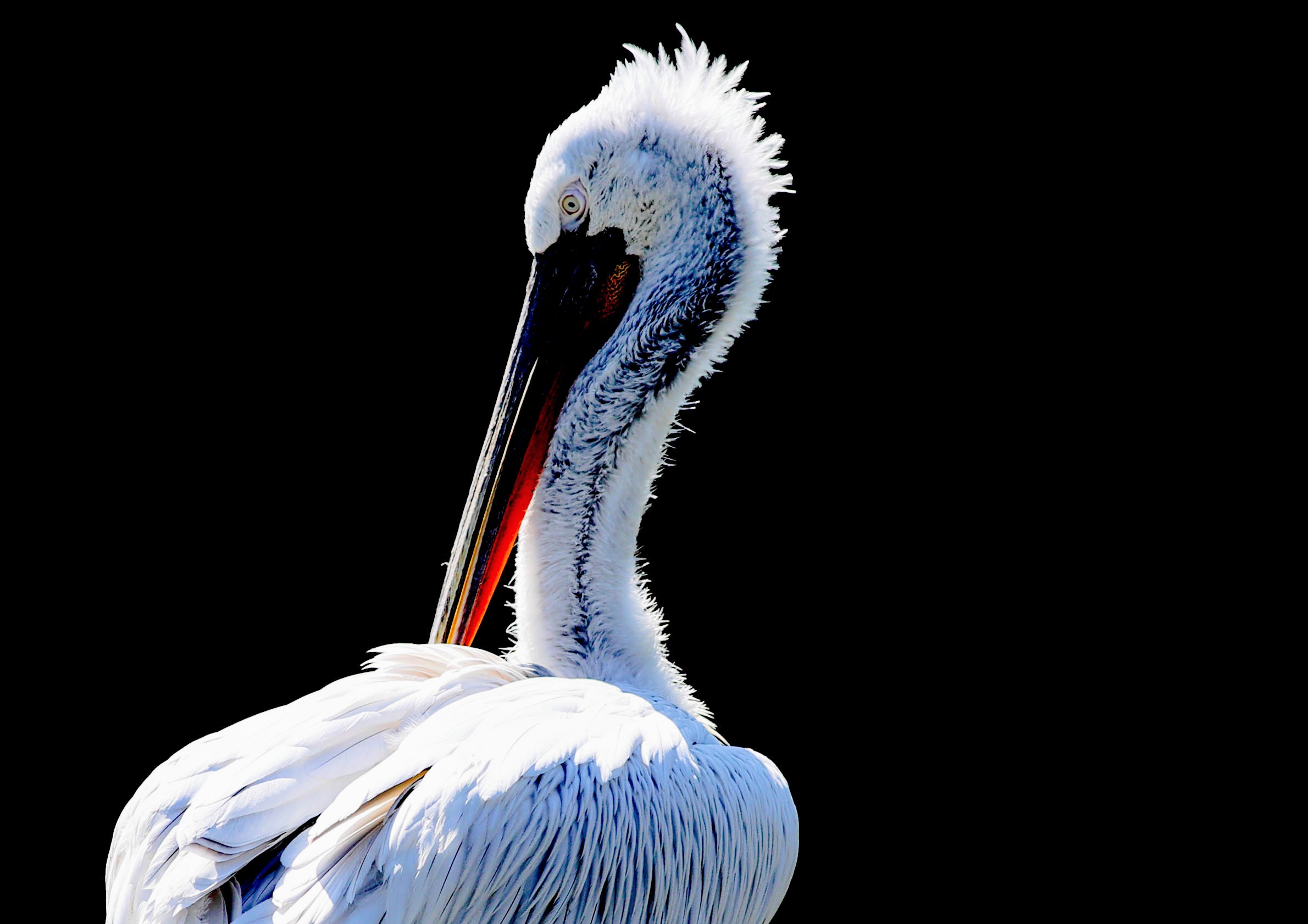 Pelican