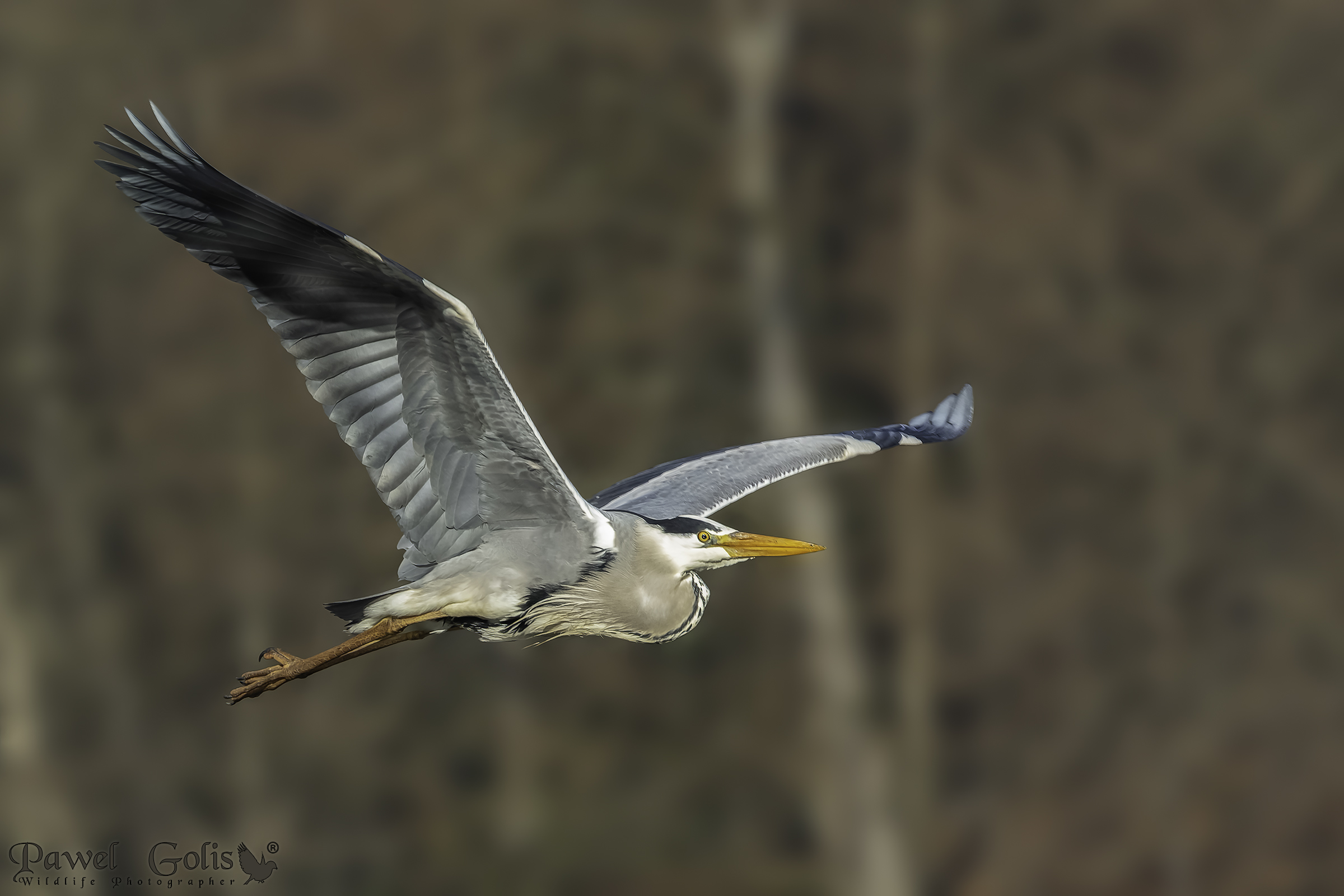 Airone cenerino (Ardea cinerea)