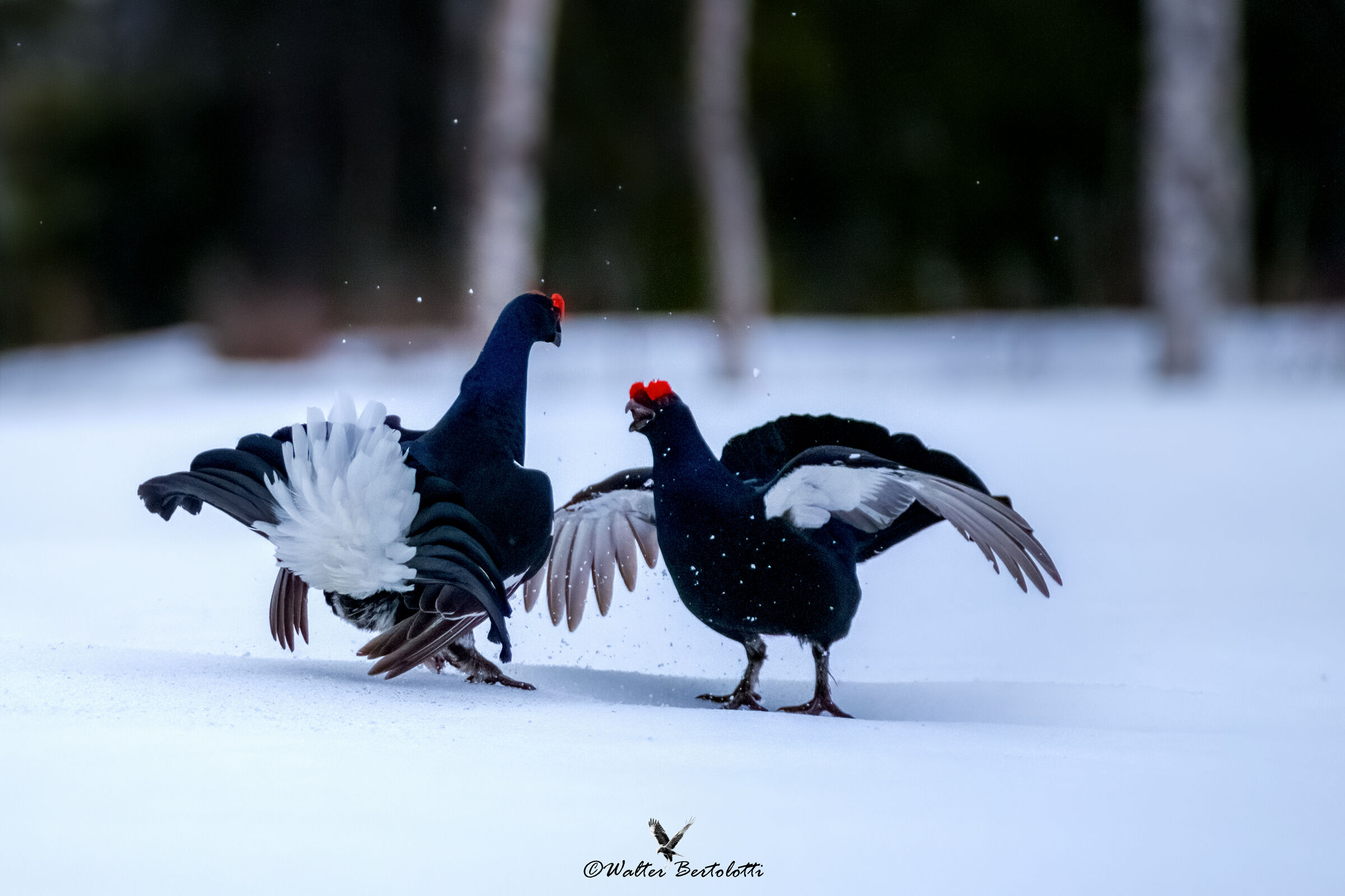 galli in combattimento