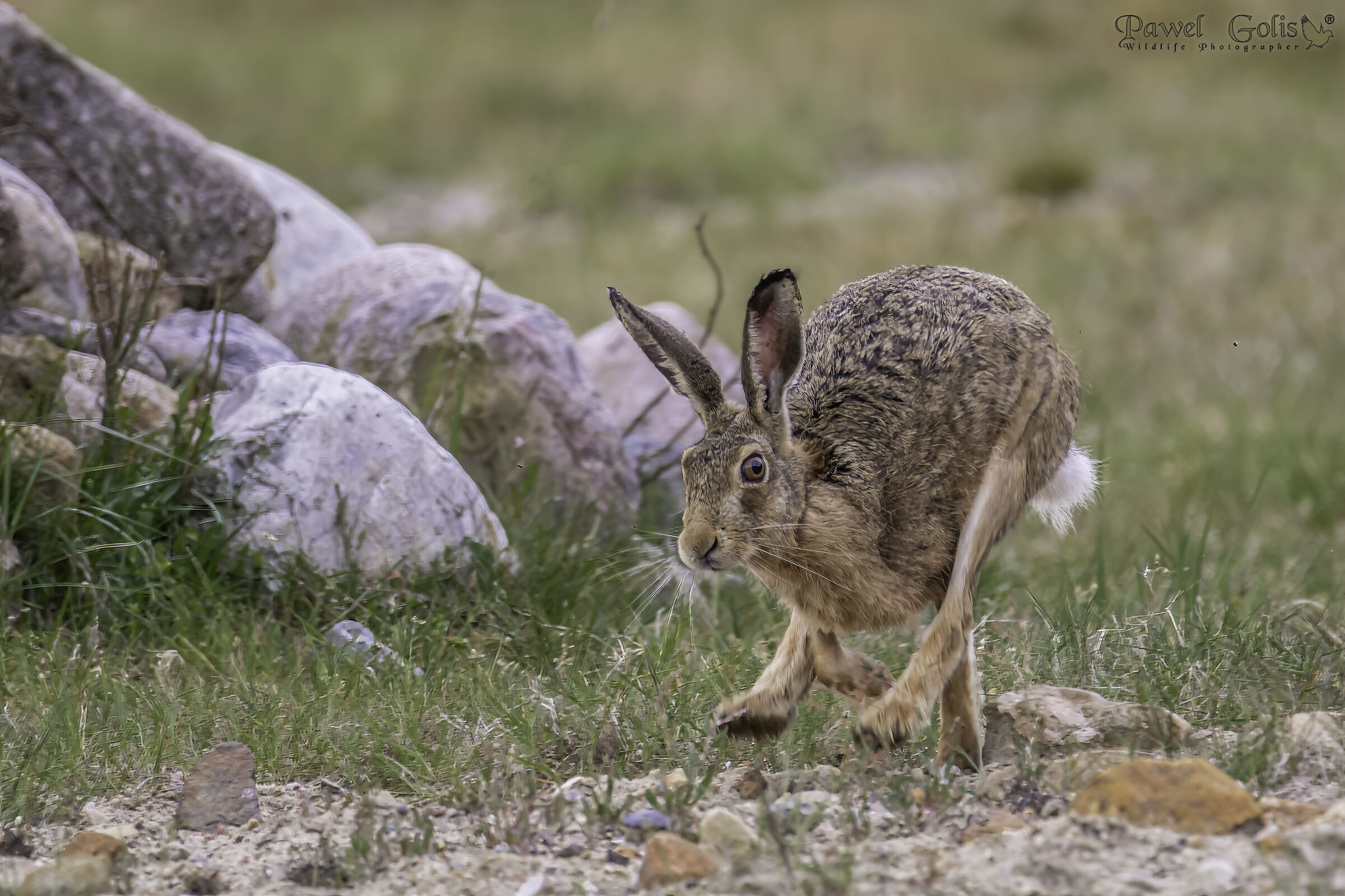 Lepre europea (Lepus europaeus)