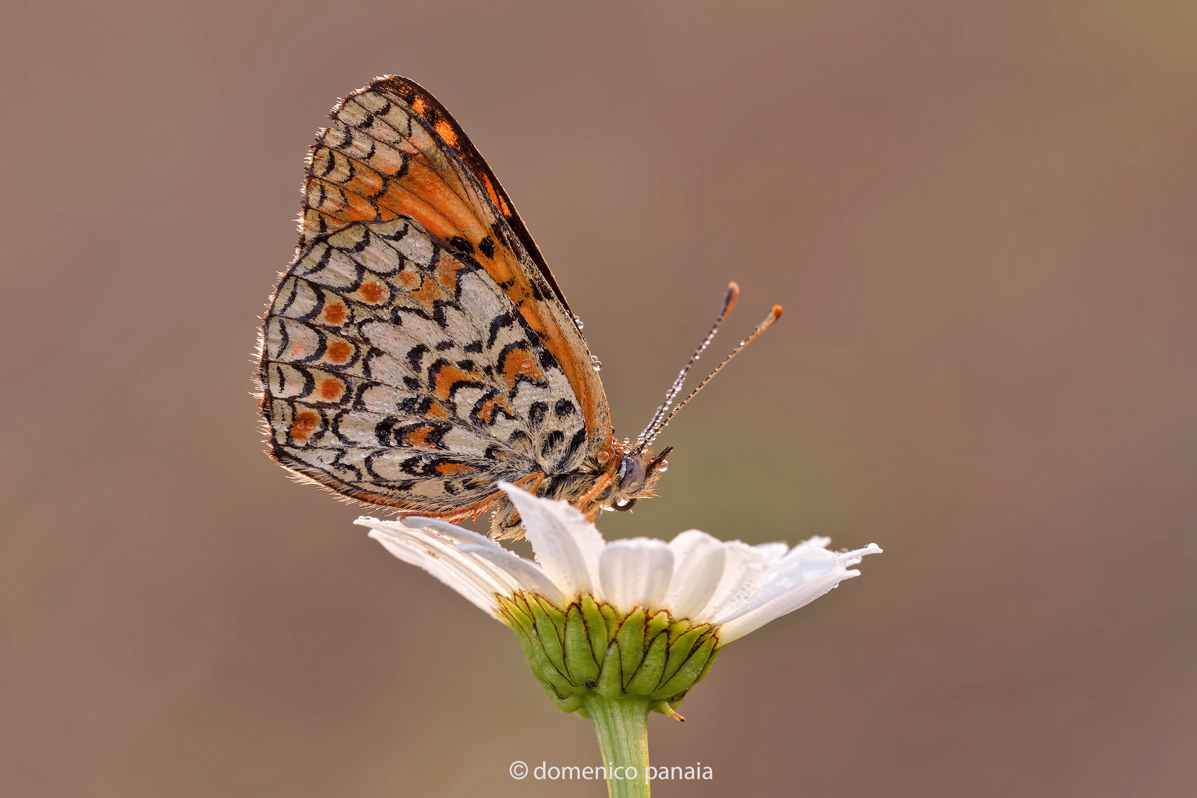 melitaea phoebe