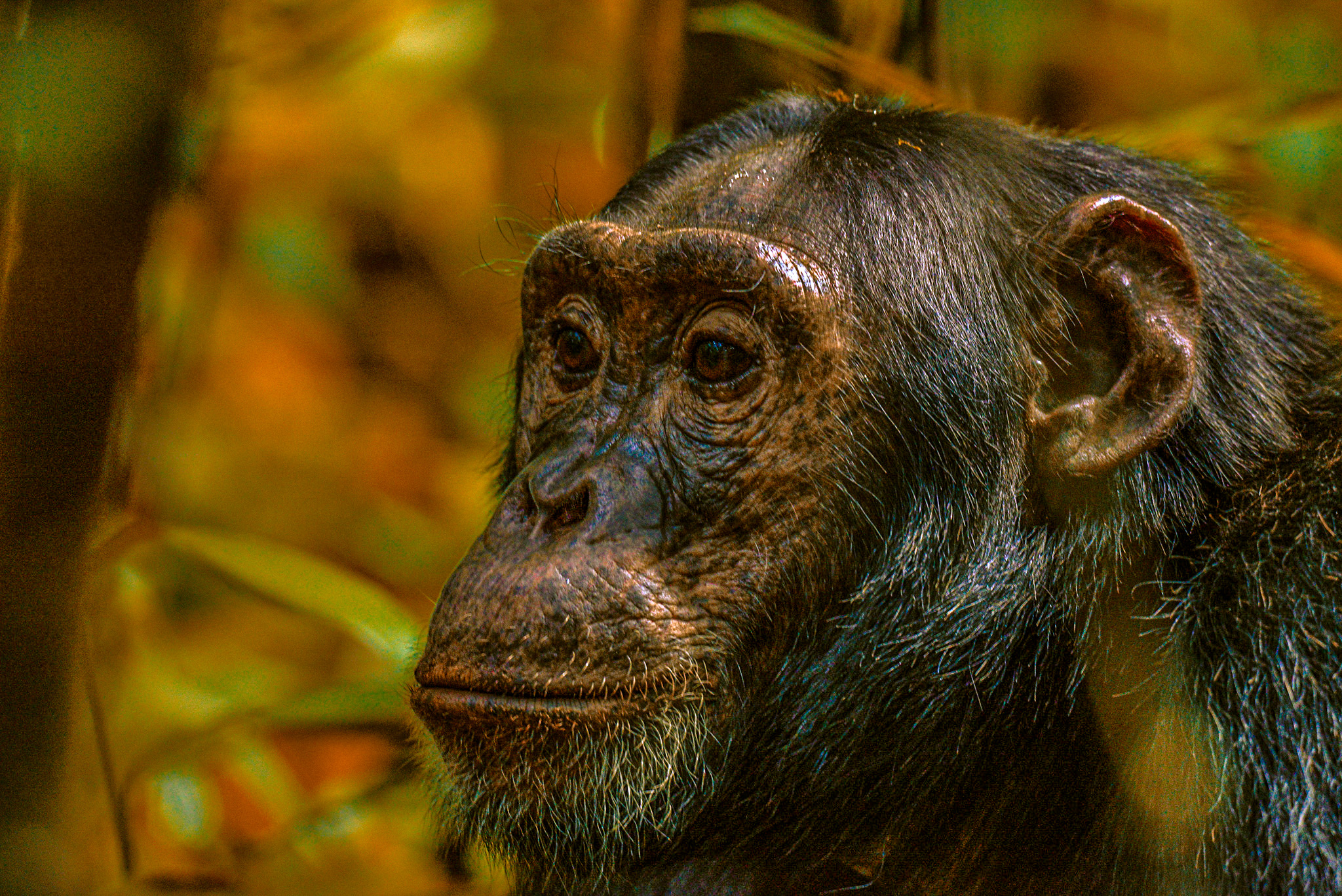 Chimpanze-kibale forest Uganda ??