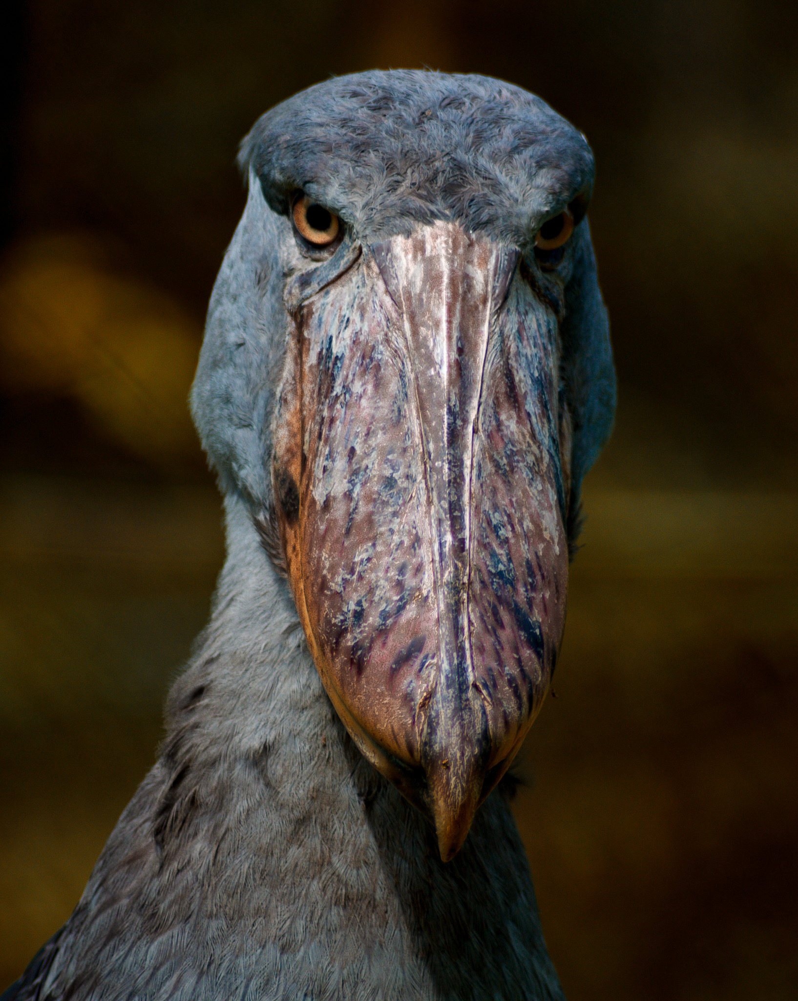 Shoebill-uwec Entebbe