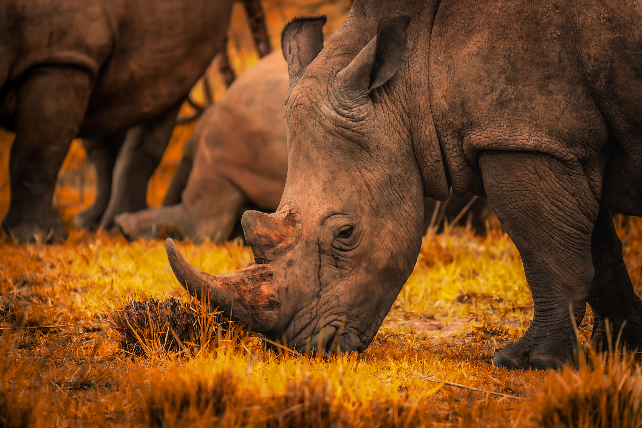 Rhino-ziwa santuary Uganda ??