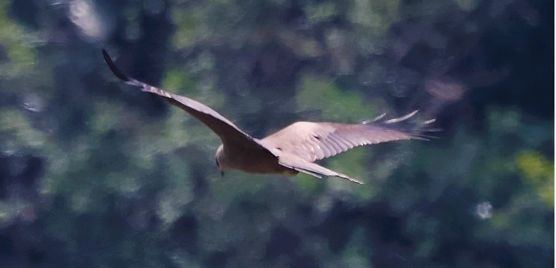 Black kite 27-04-2022