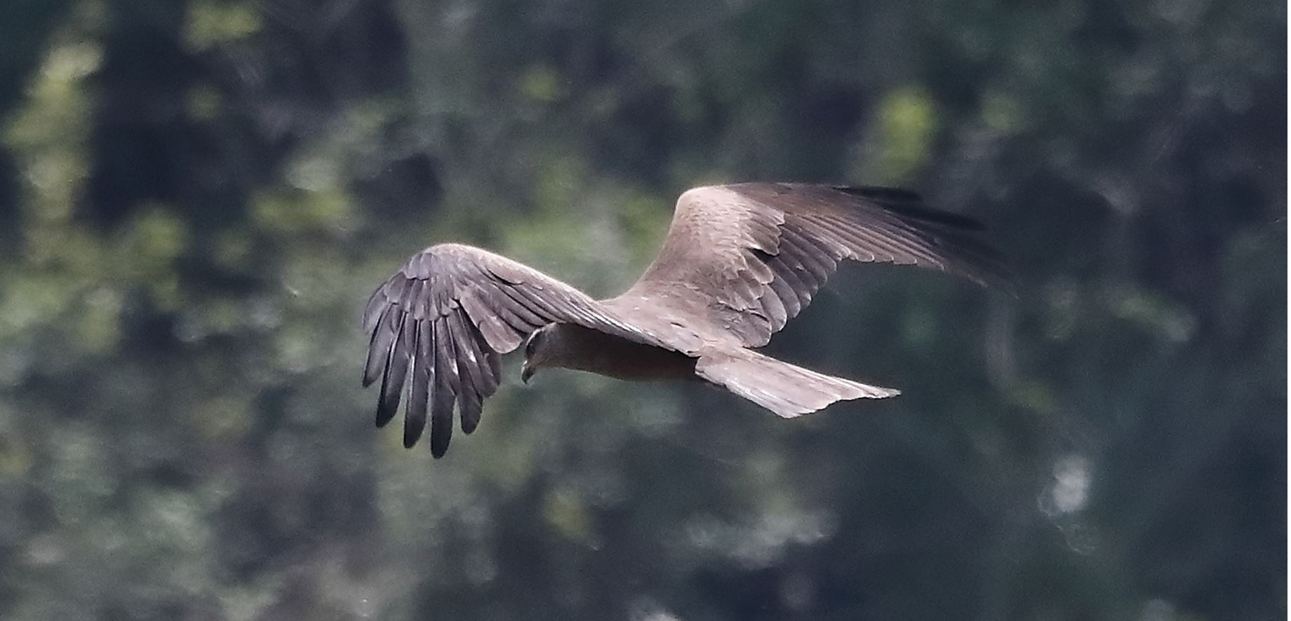 Black kite 27-04-2022