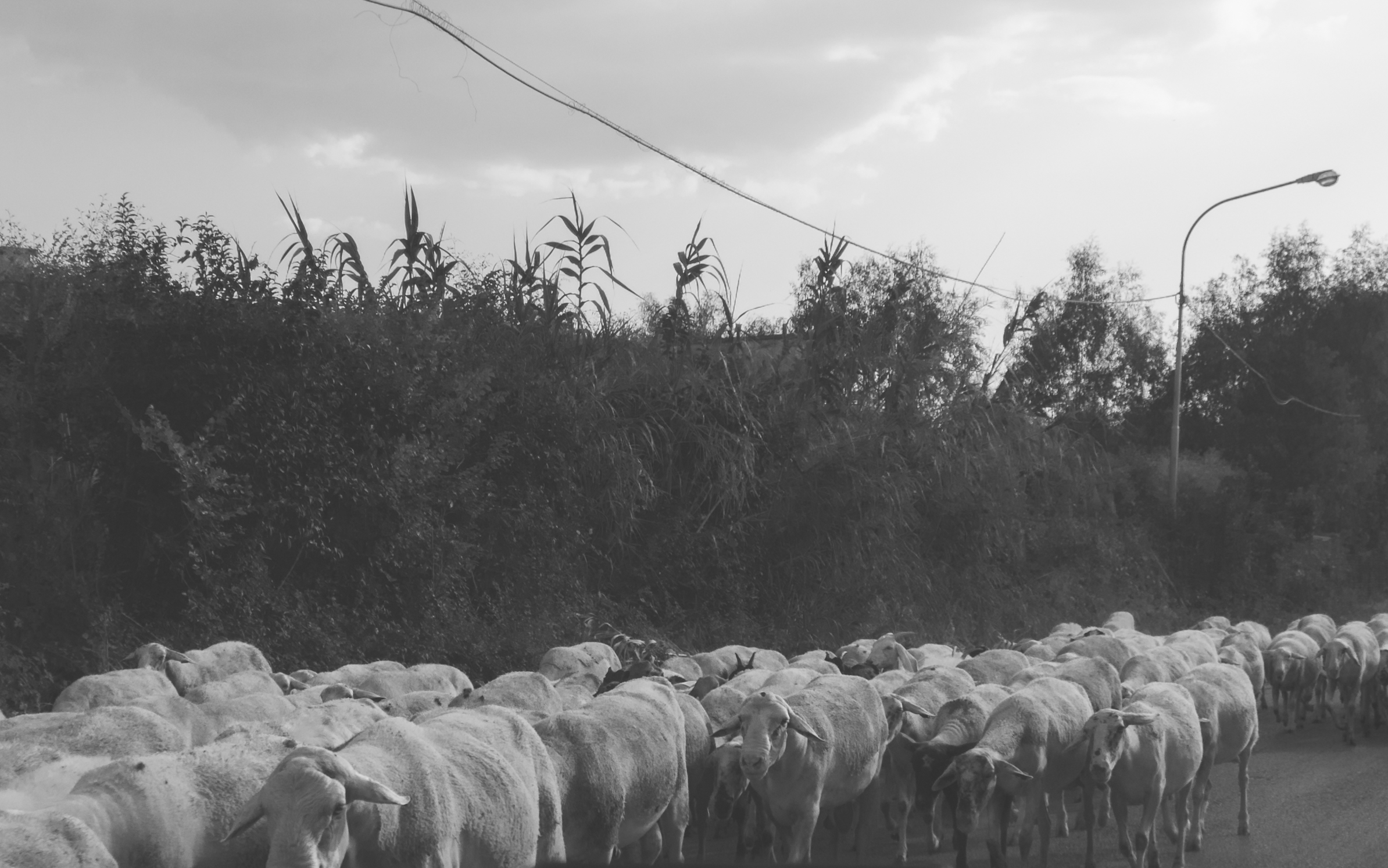 Herd