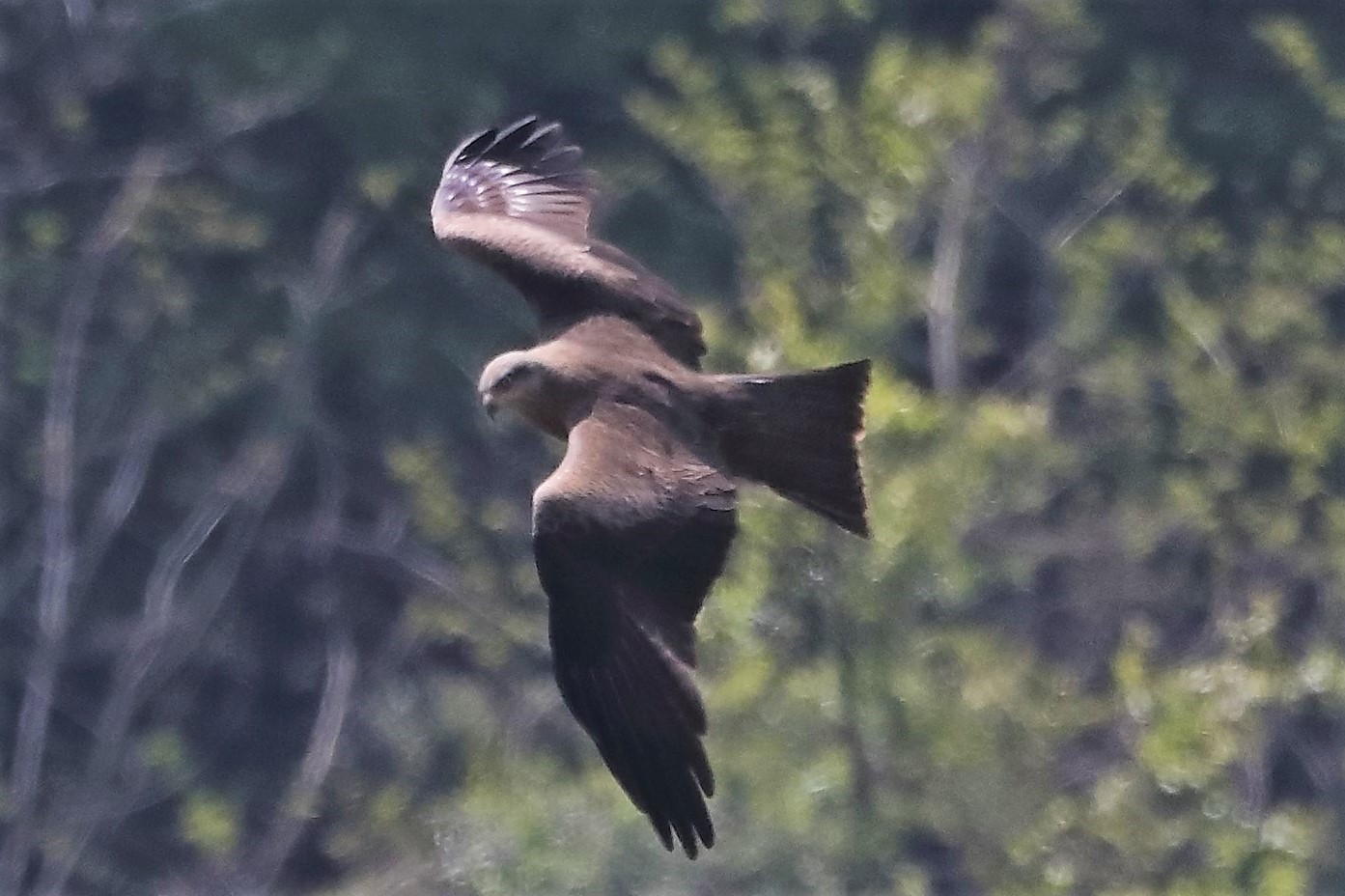 Nibbio bruno 27-04-2022