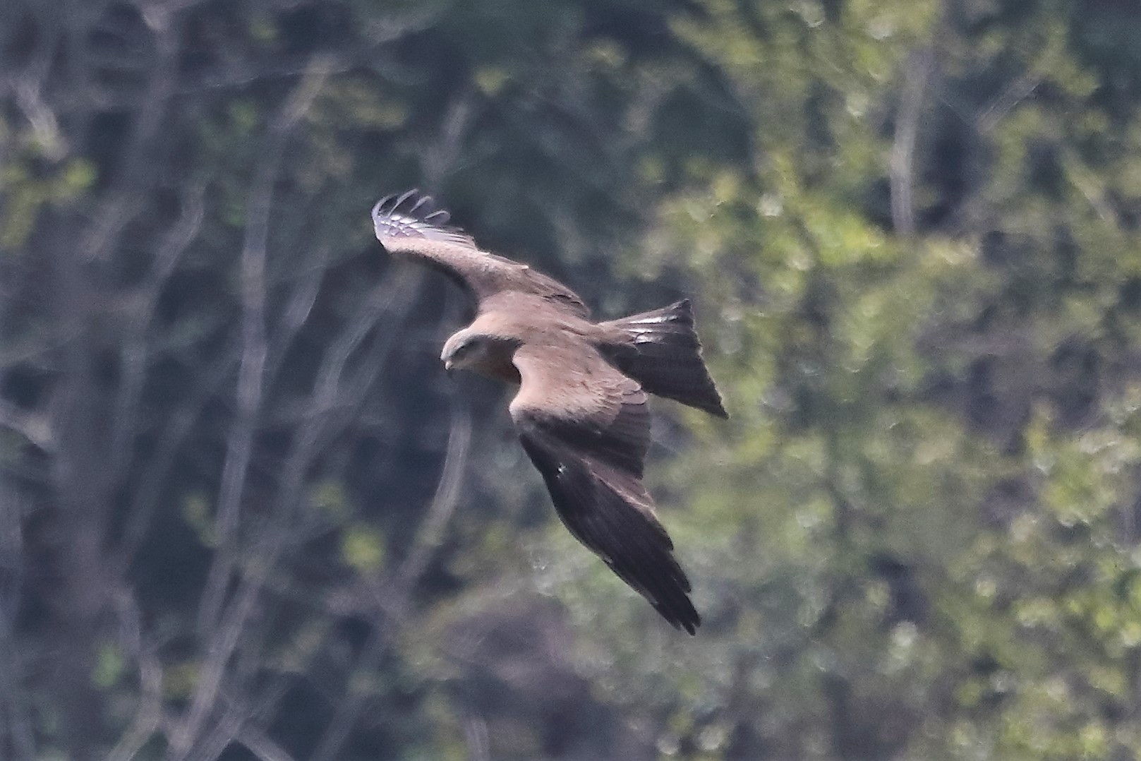 Nibbio bruno 27-04-2022