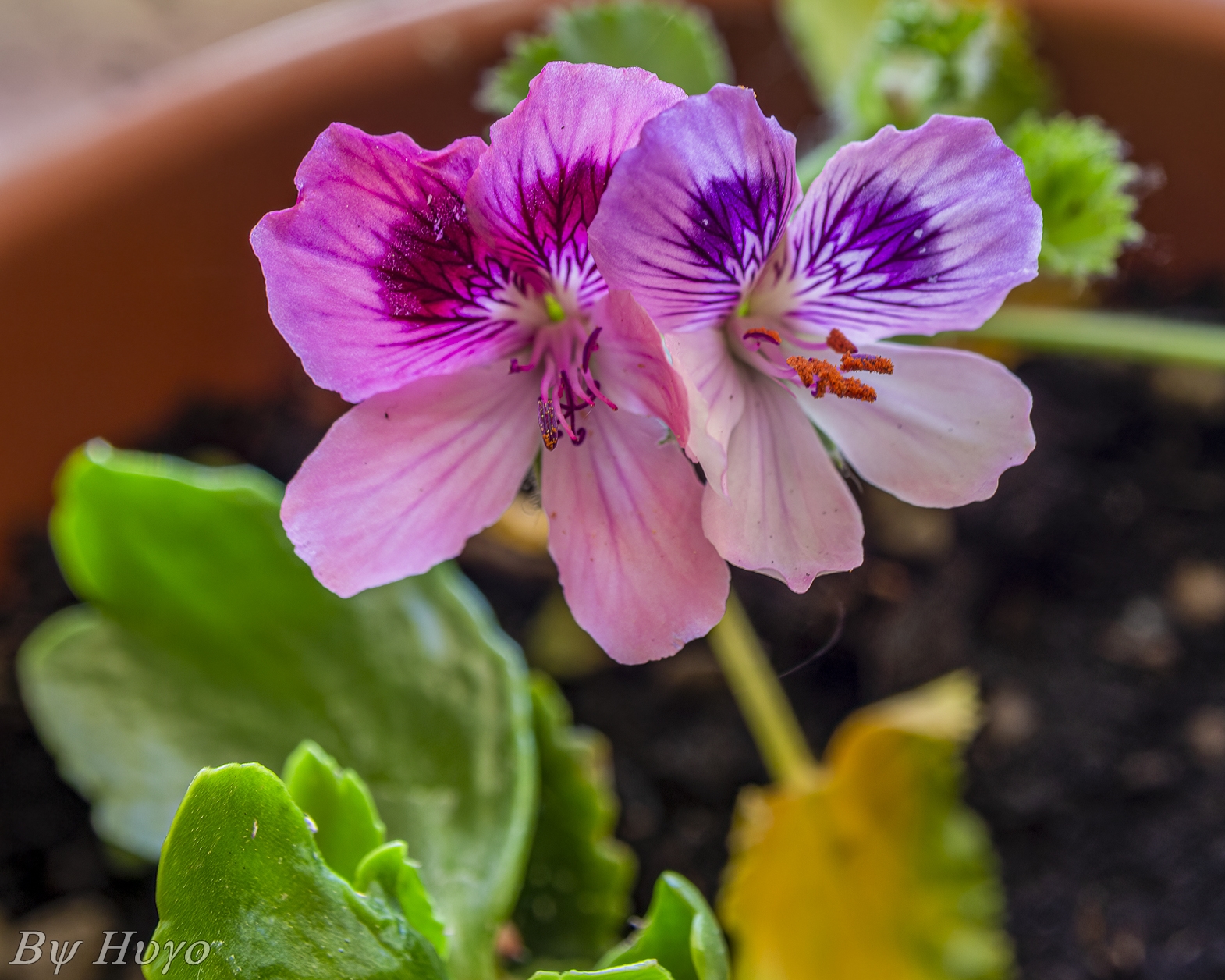 Pelargonium