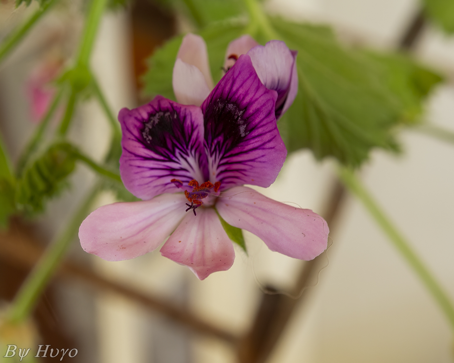 Pelargonium