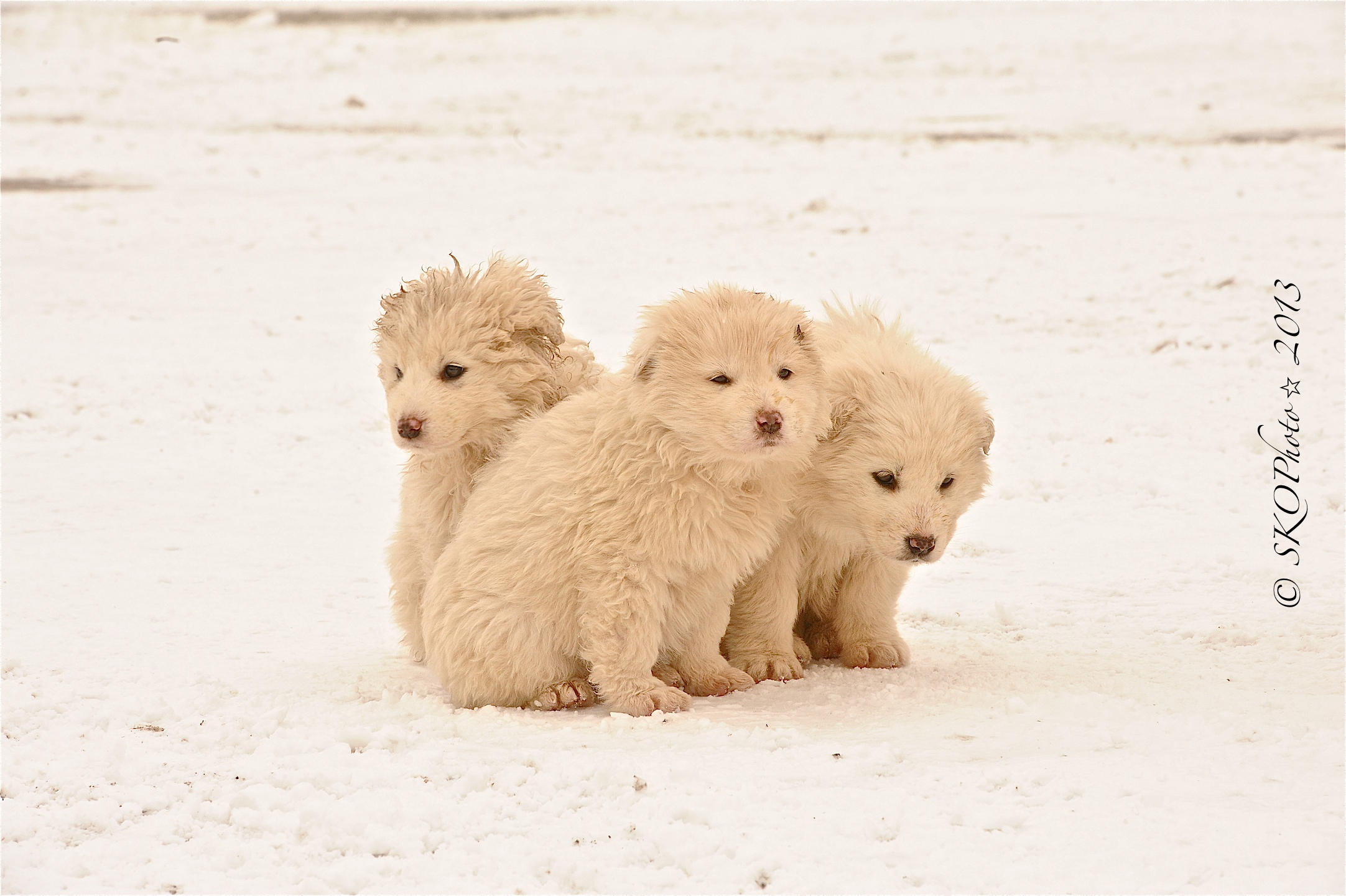 Cuccioli di pastore Maremmano.