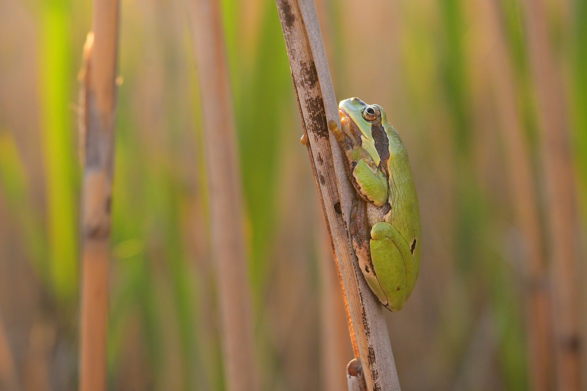 European tree frog