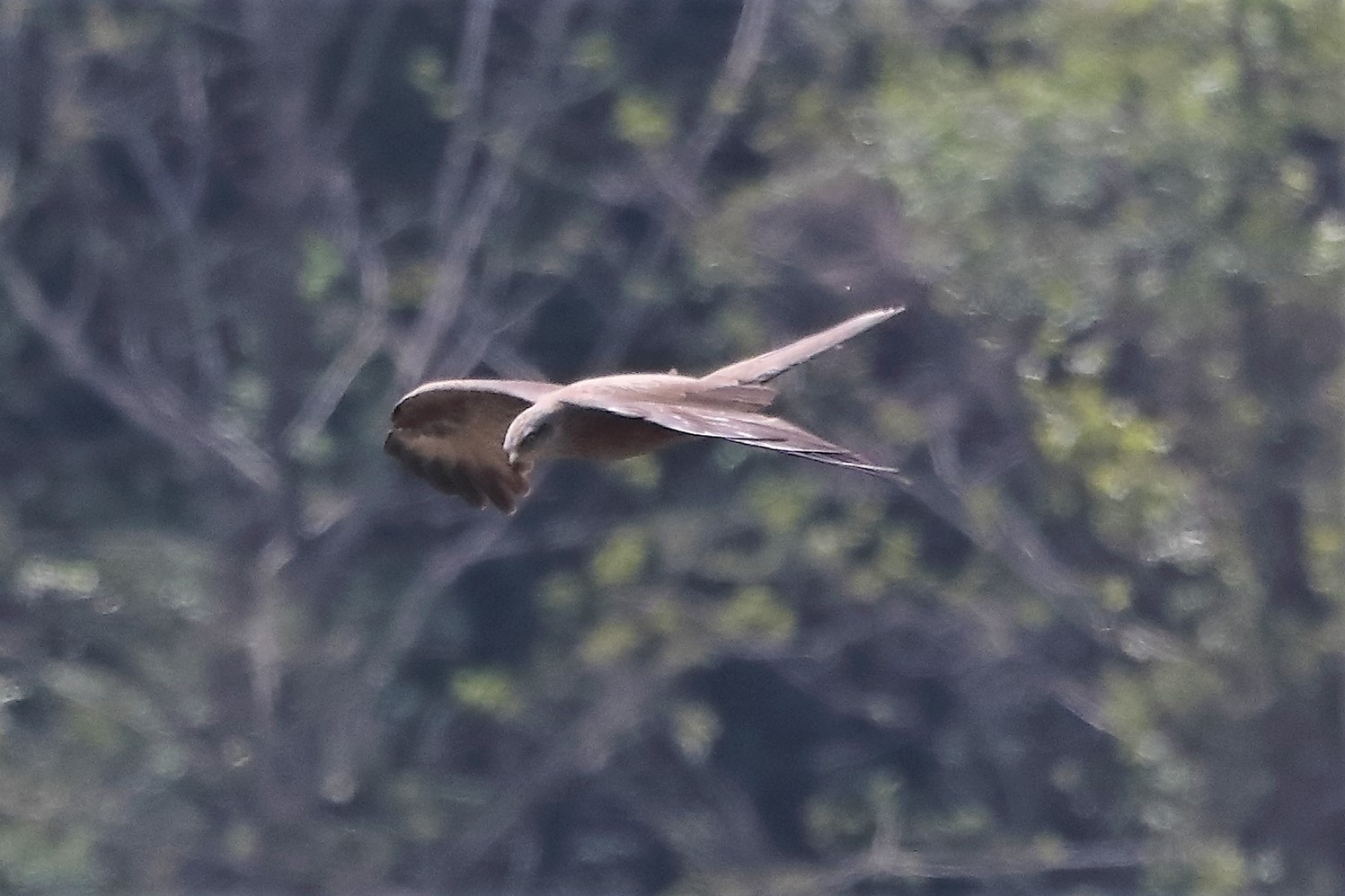 Black kite 27-04-2022