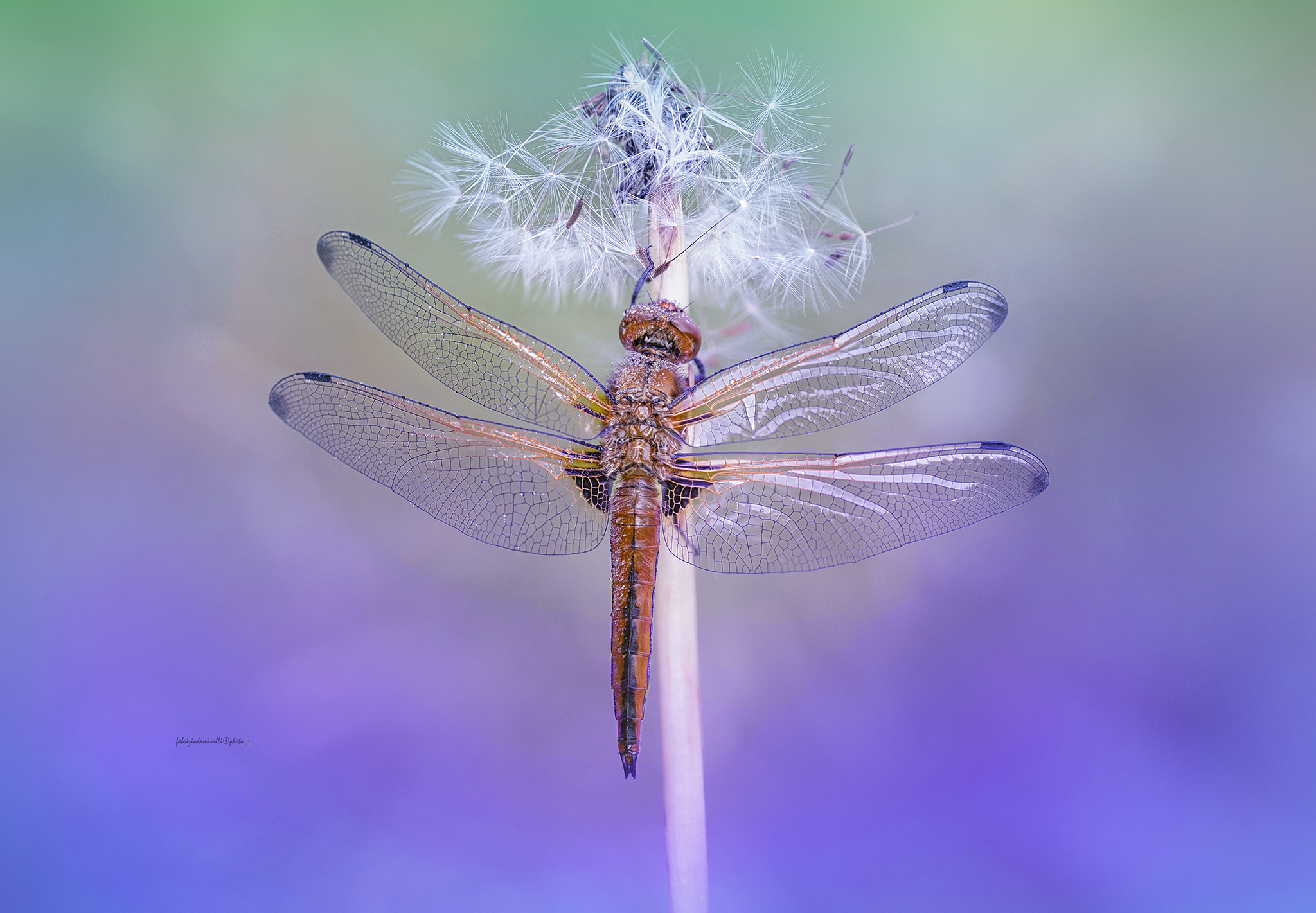 Tawny dragonfly