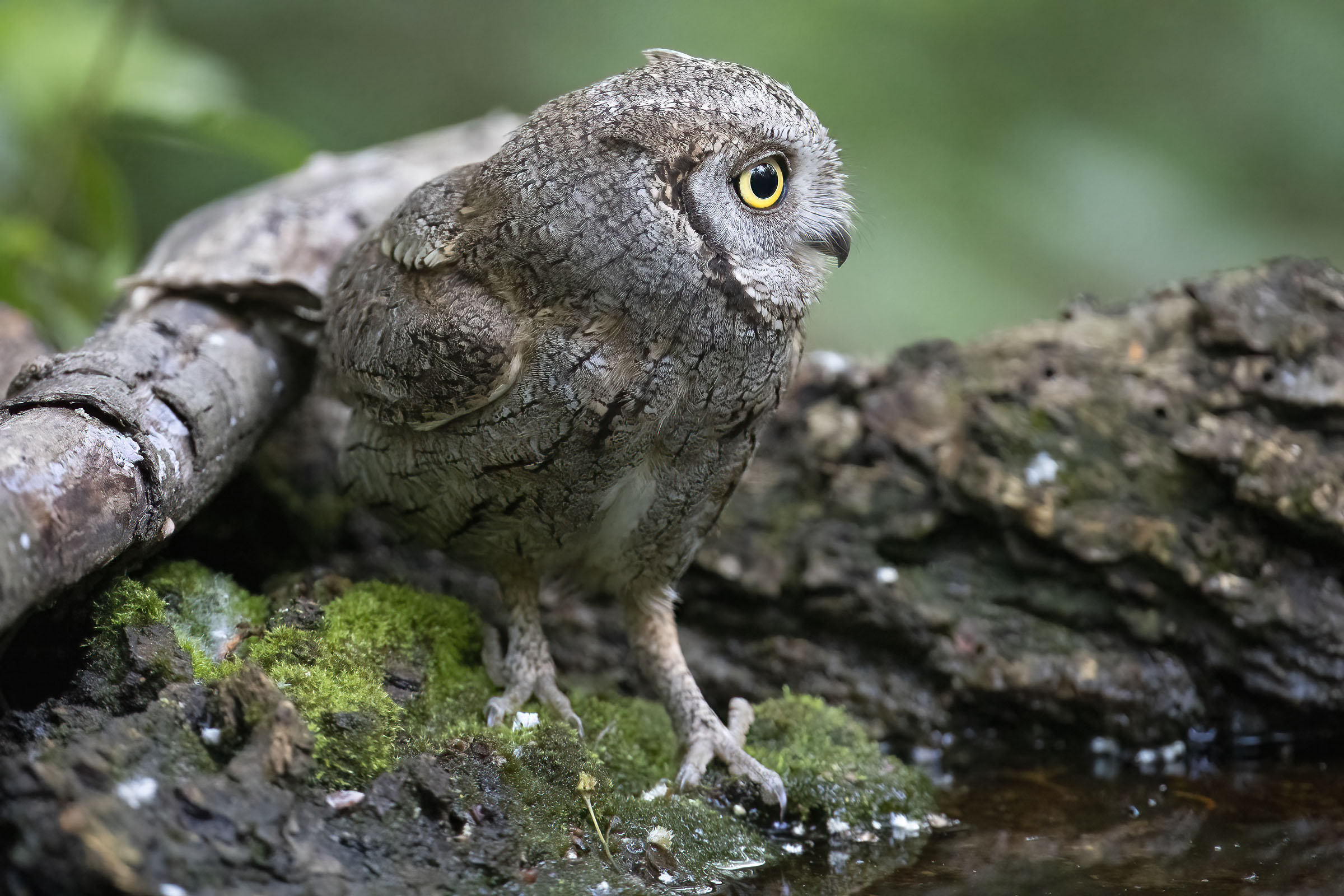 Assiolo da 20 mila Iso