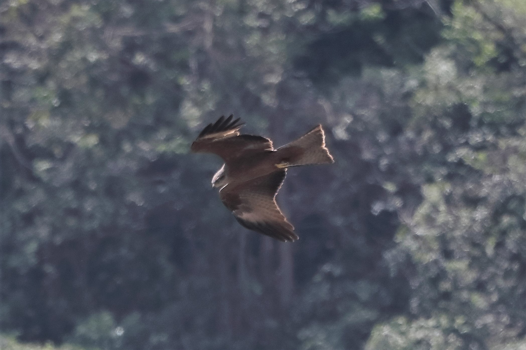 Nibbio bruno 27-04-2022