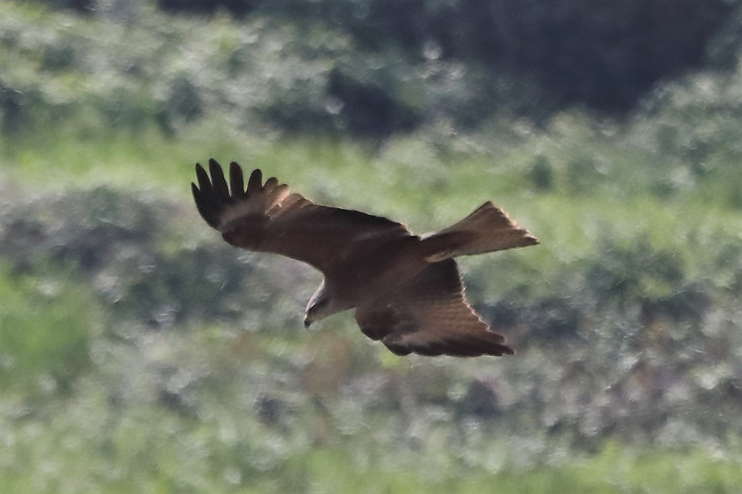 Nibbio bruno 27-04-2022