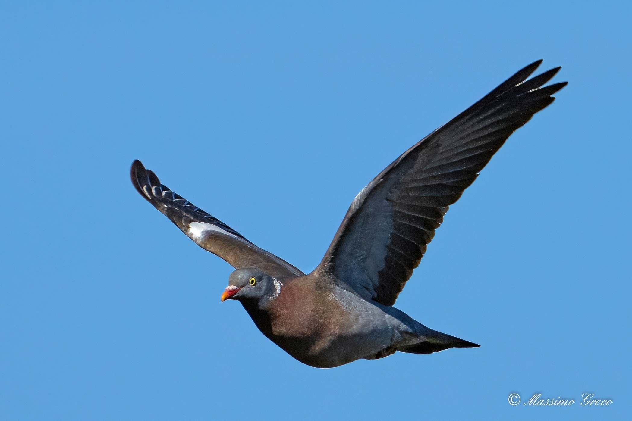 Colombaccio (Columba palumbus)