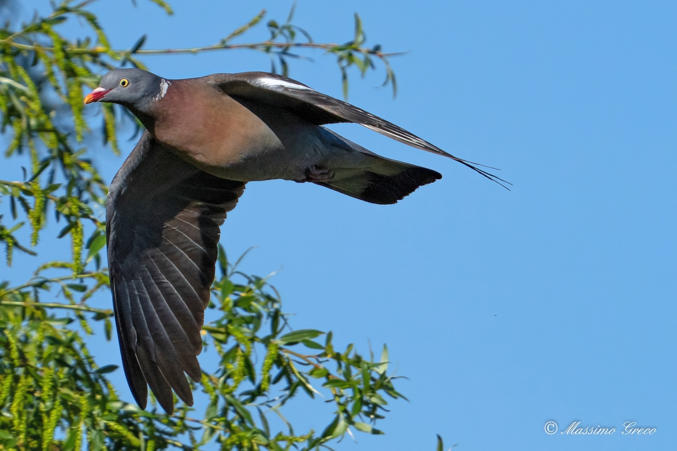 Colombaccio (Columba palumbus)