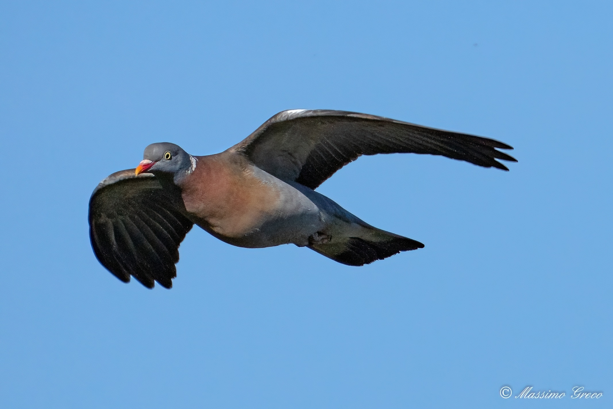Wood pigeon (Columba palumbus)