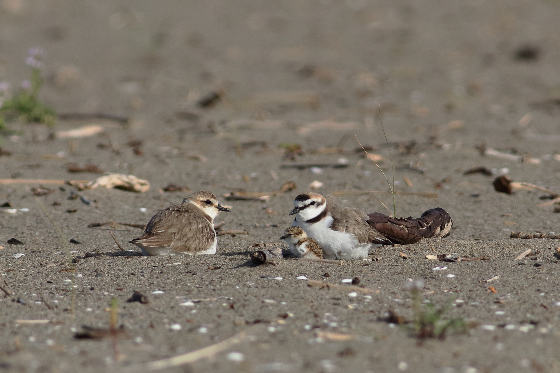 new life on the beach