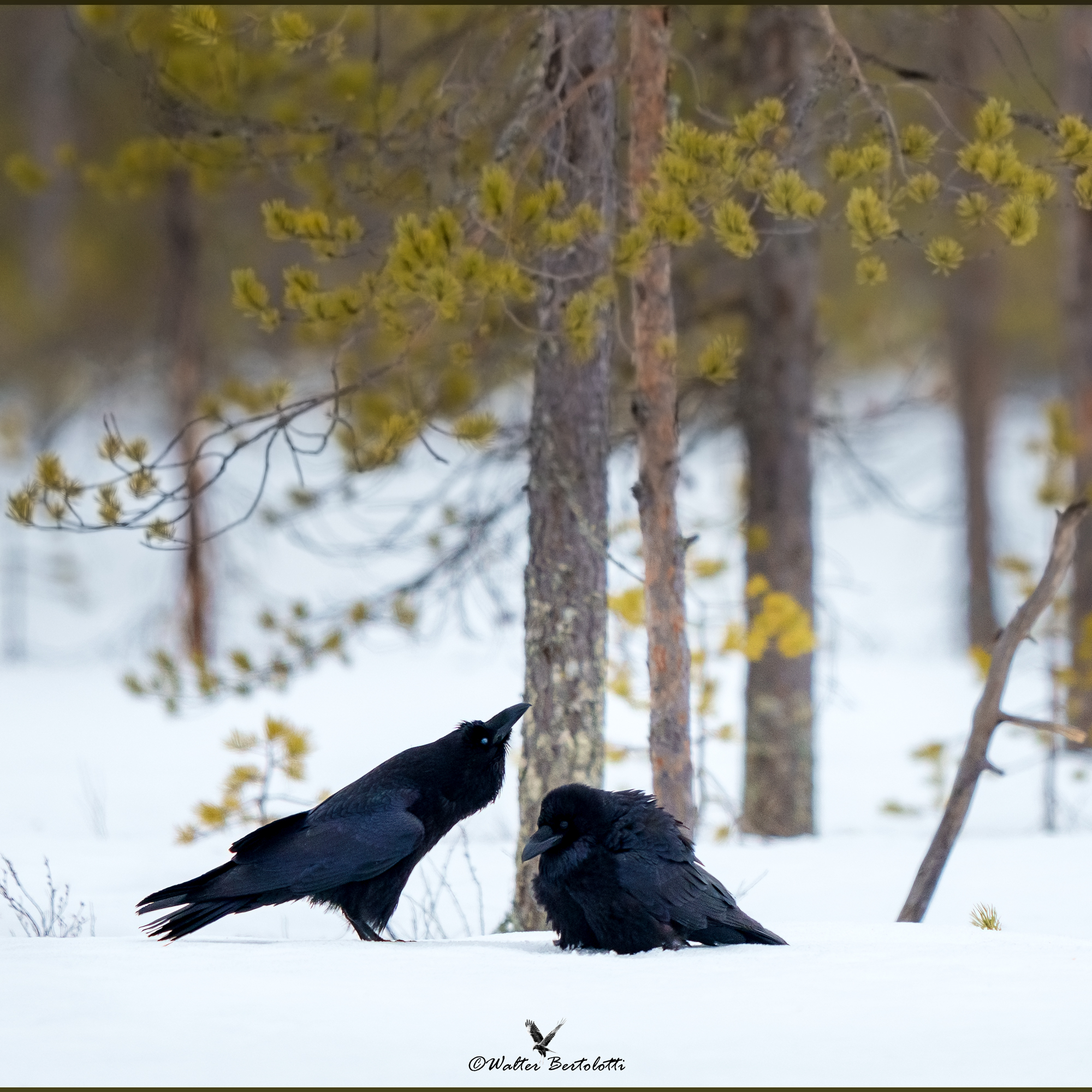 i messaggeri di Odino