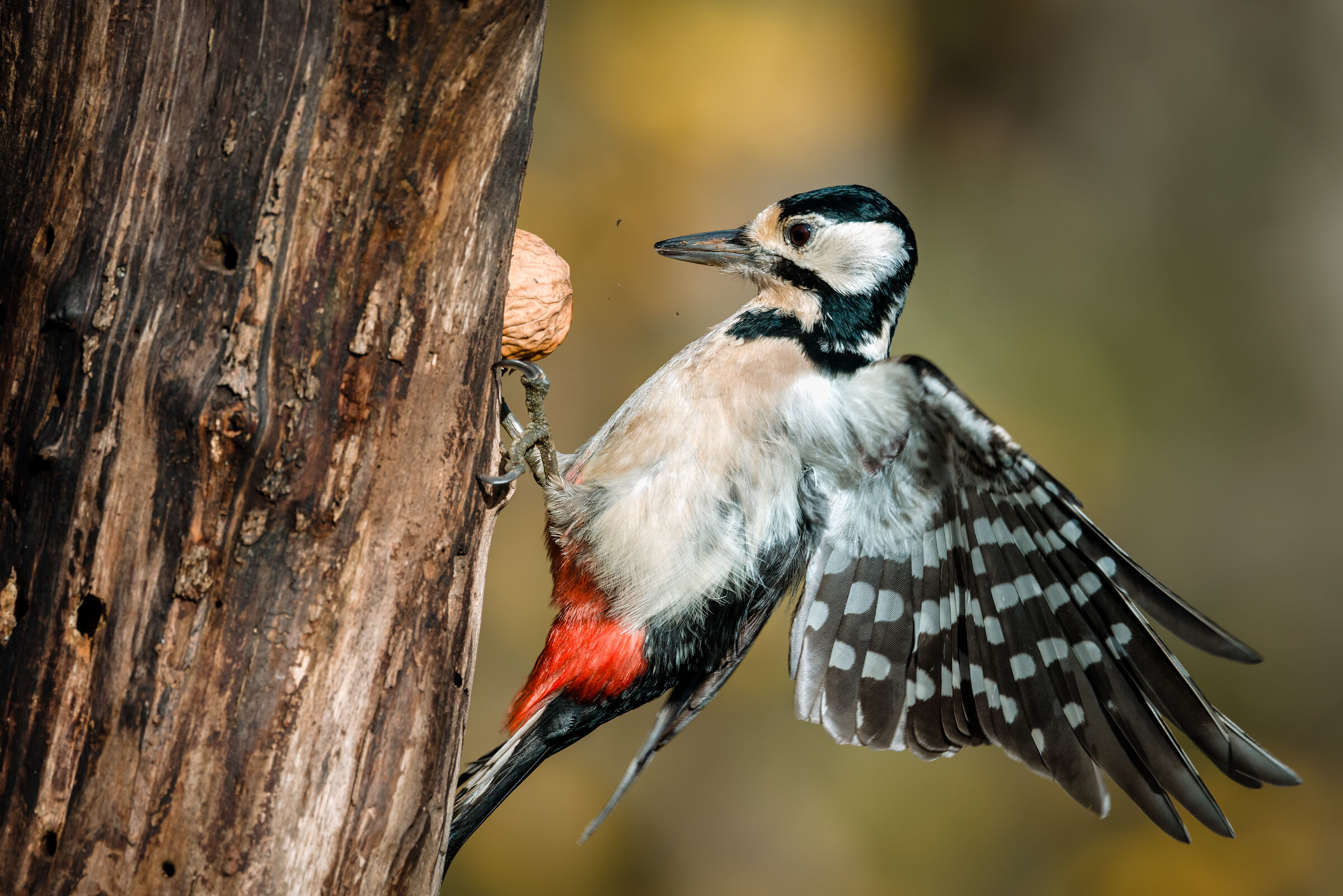 The woodpecker and the walnut