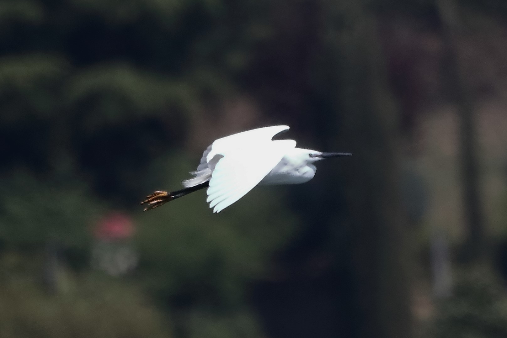 egret 27-04-2022