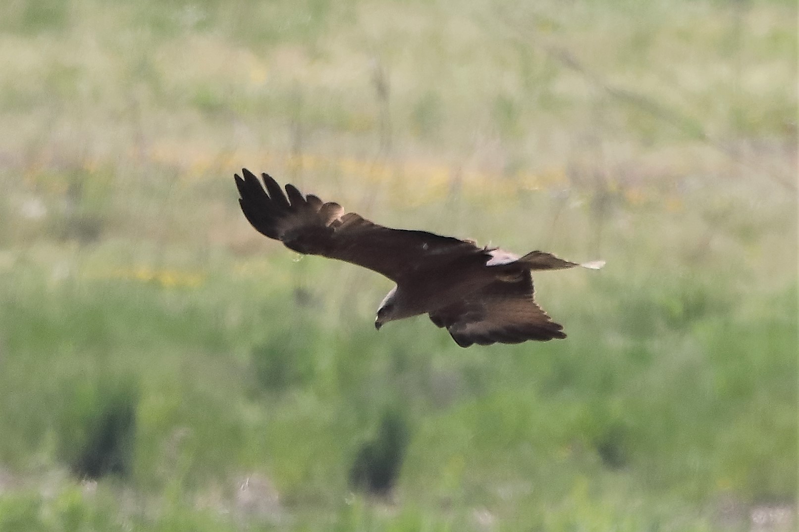 Nibbio bruno 27-04-2022