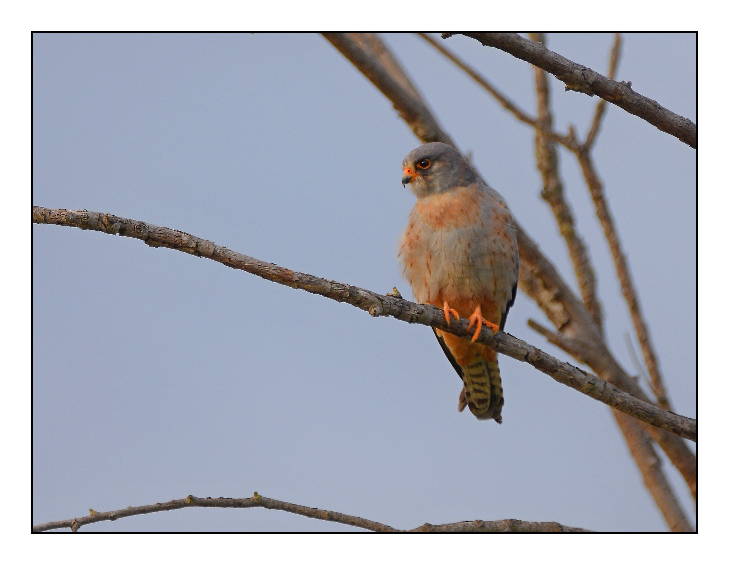Cuckoo falcon (Falco vepertinus)