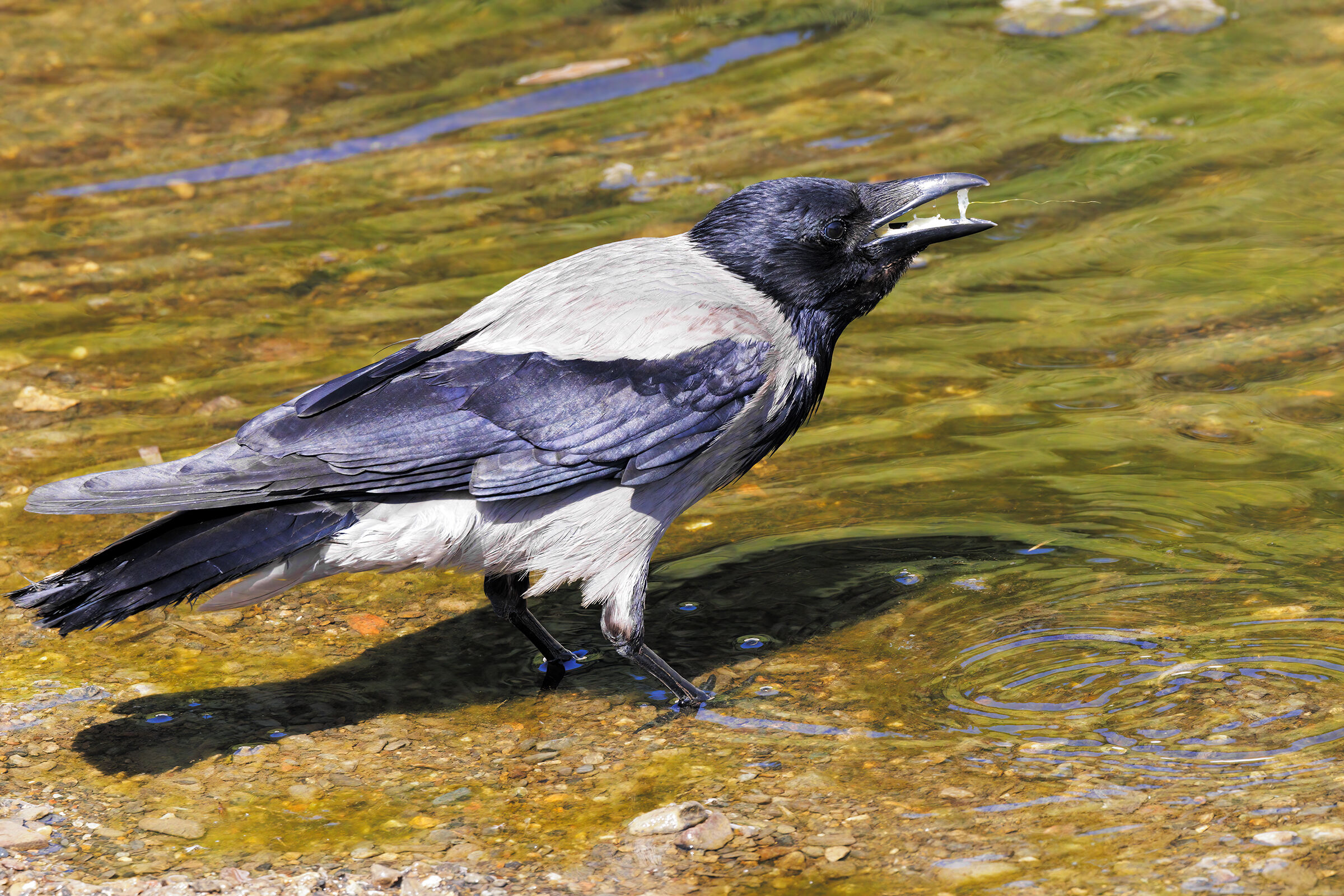 Hooded crow