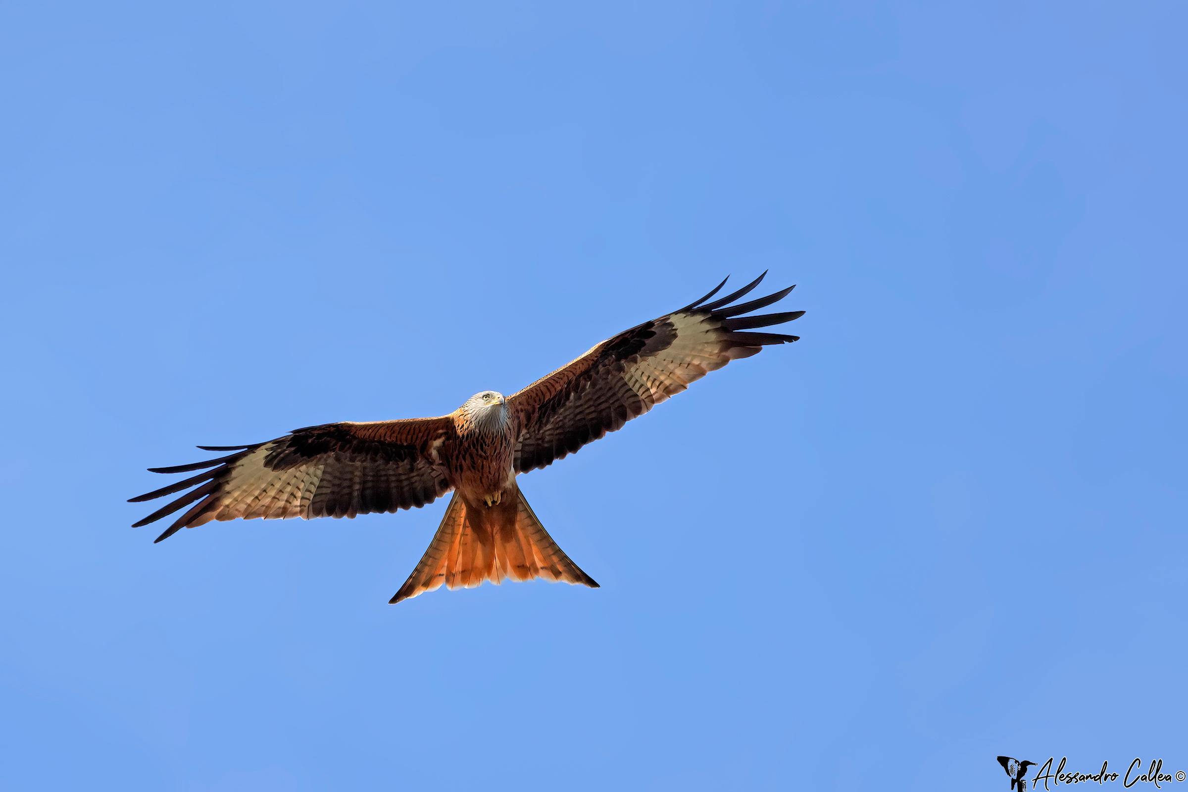 Red kite