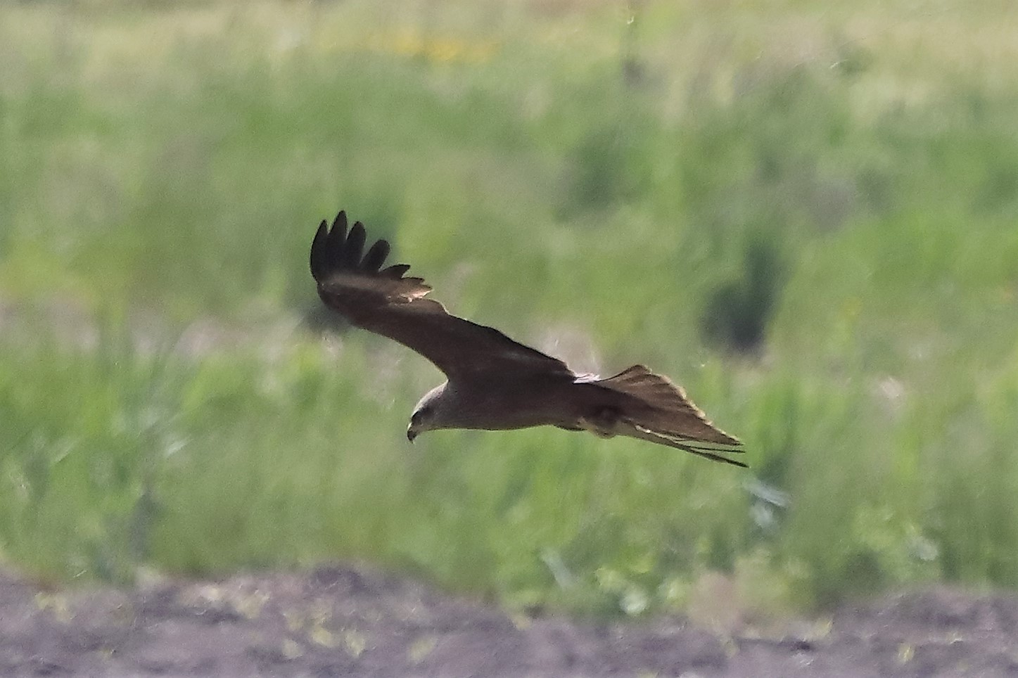 Black kite 27-04-2022