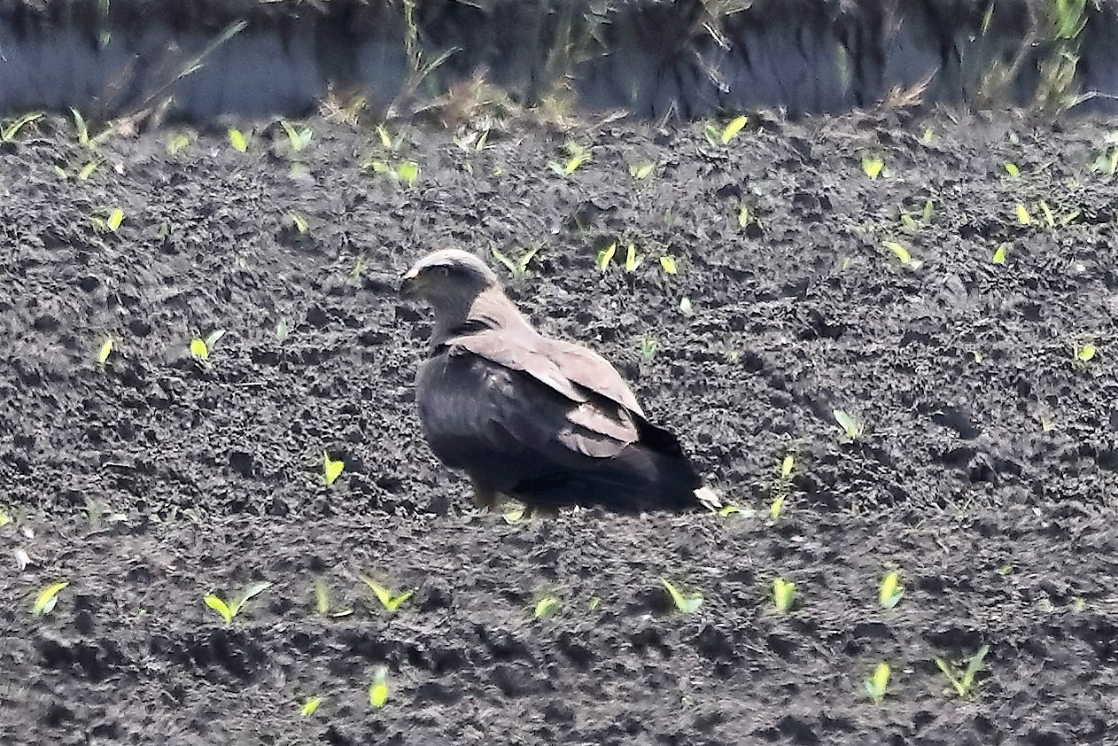 Black kite 27-04-2022