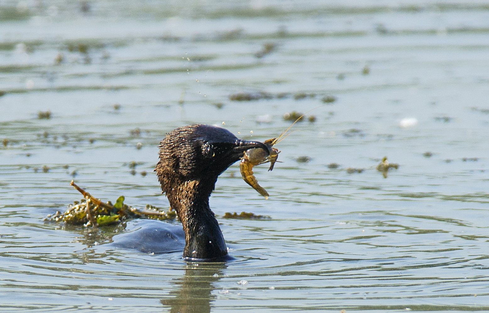 young cormorant