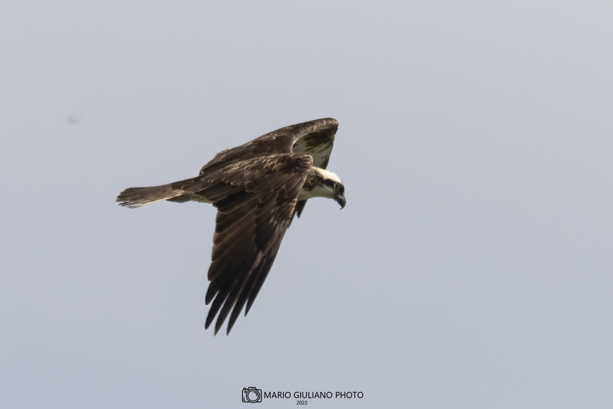 Falco pescatore