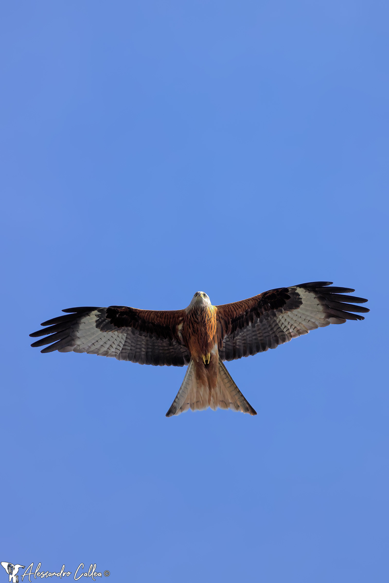 Red kite