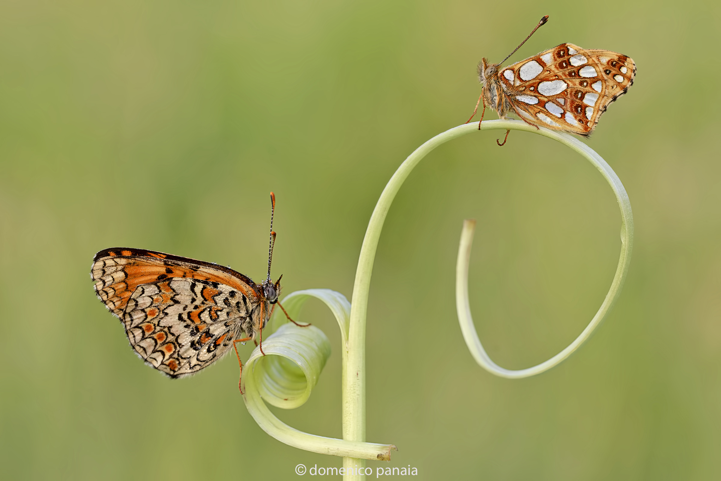 issoria lathonia melitaea phoebe