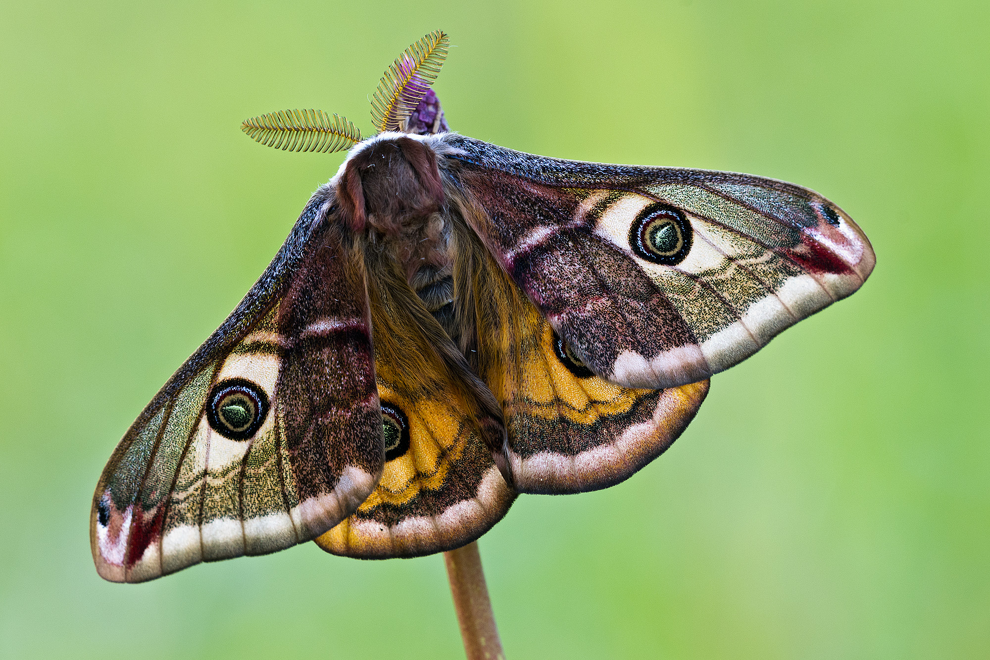 Saturnia pavonia (Linnaeus, 1758) - Saturniidae